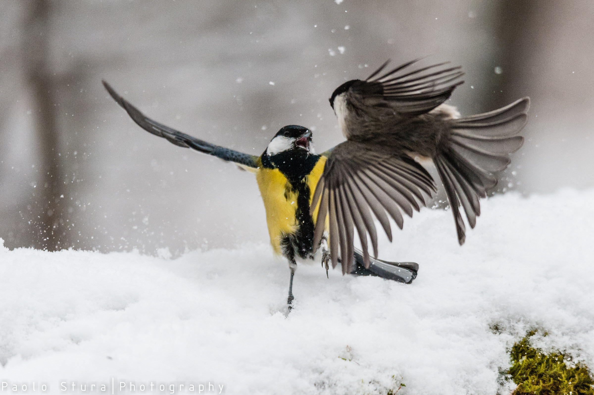 fight vs tit Willow Tit