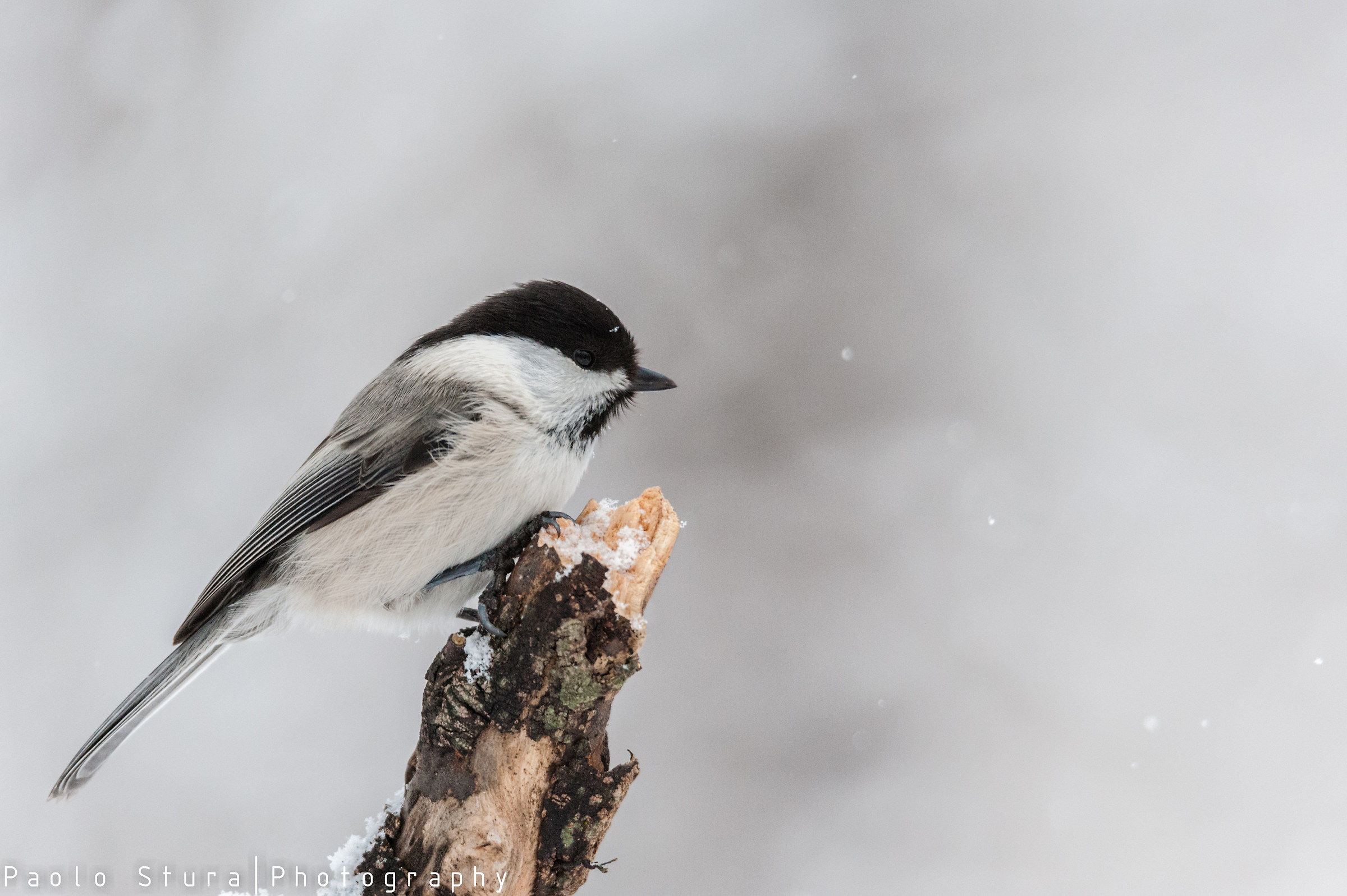 Willow Tit