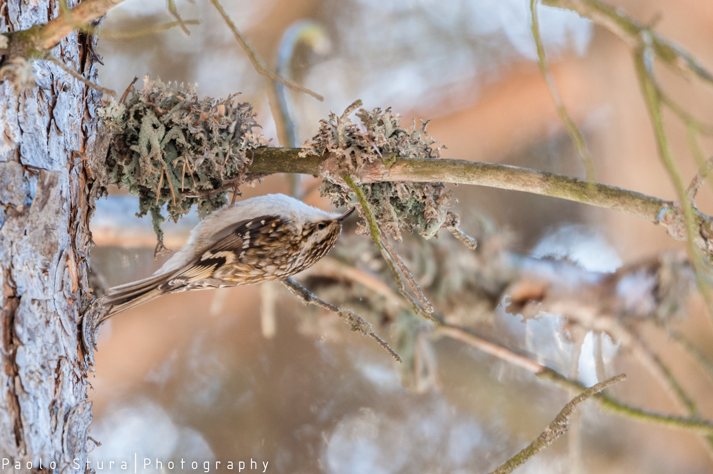 treecreeper