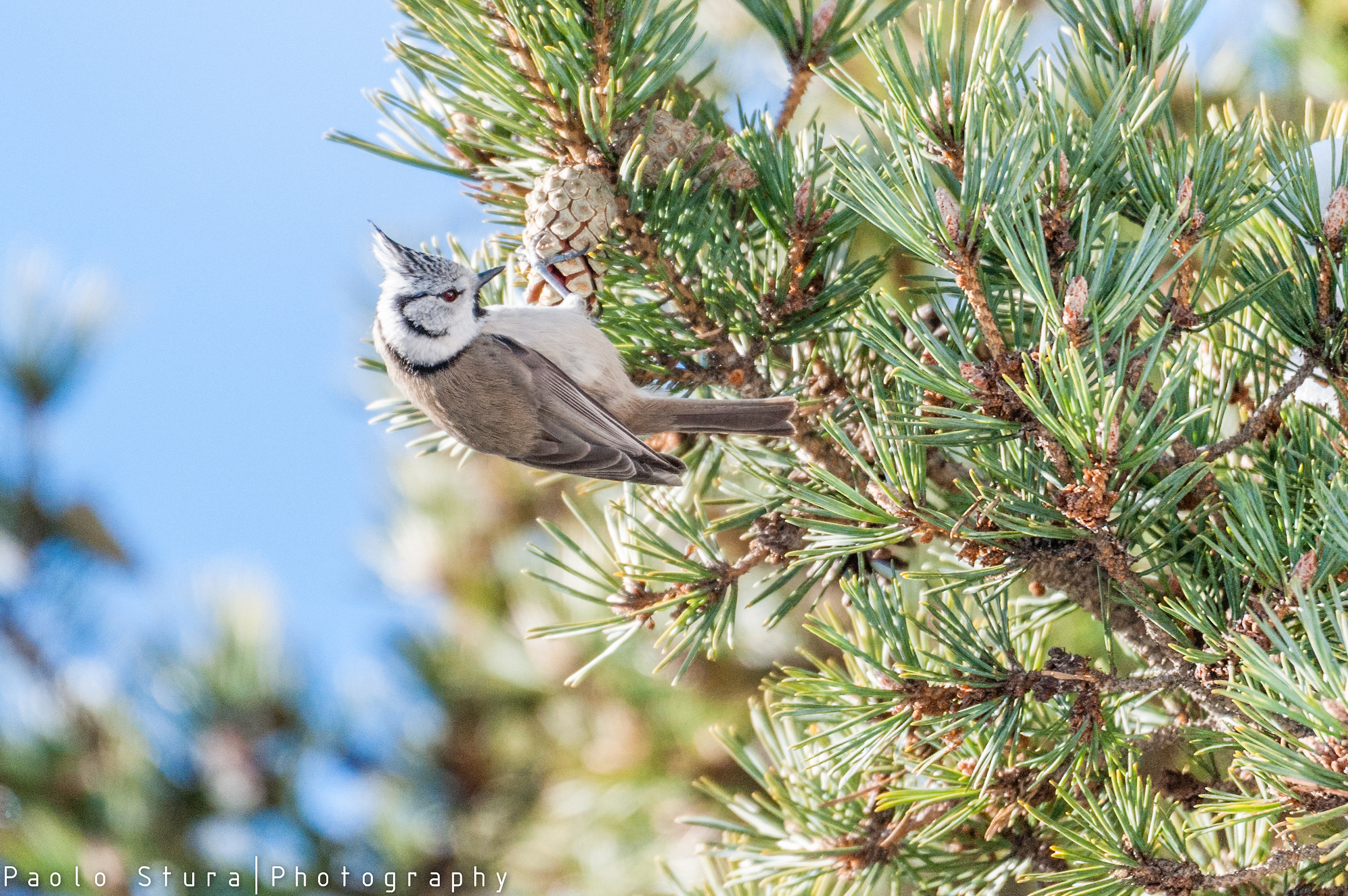 crested tit