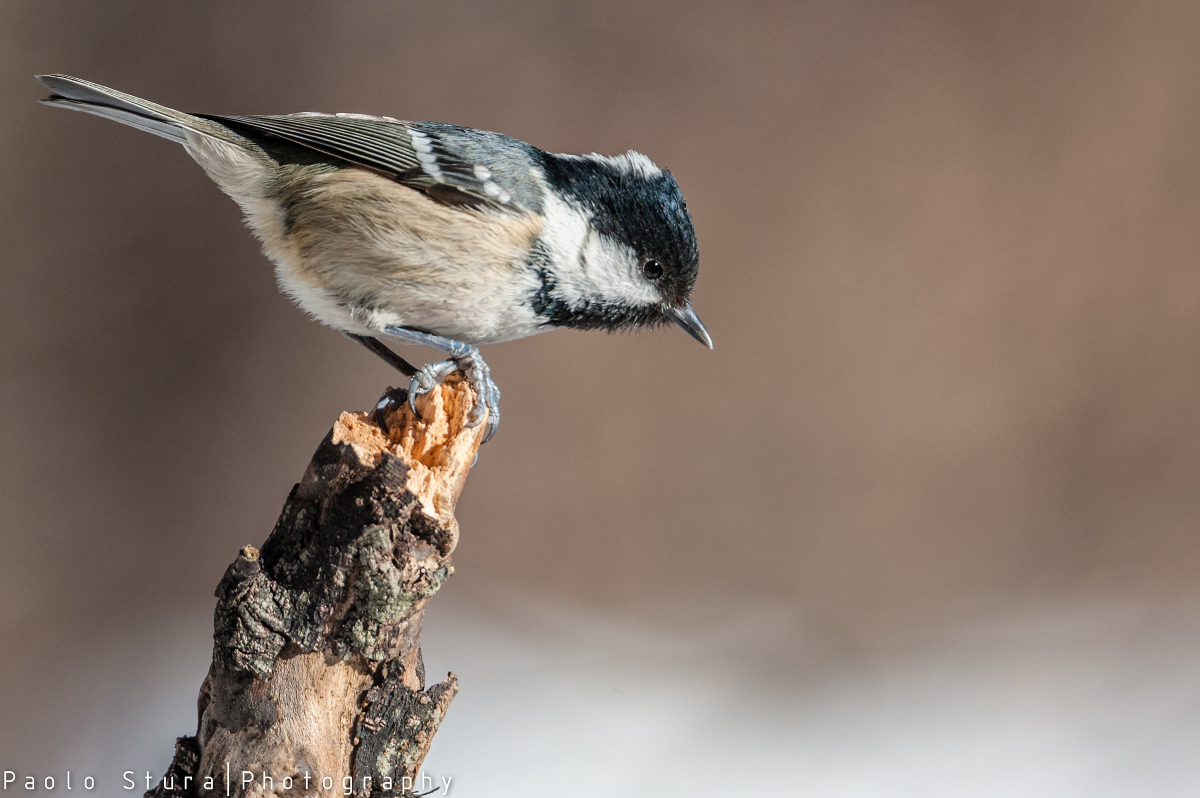 coal tit
