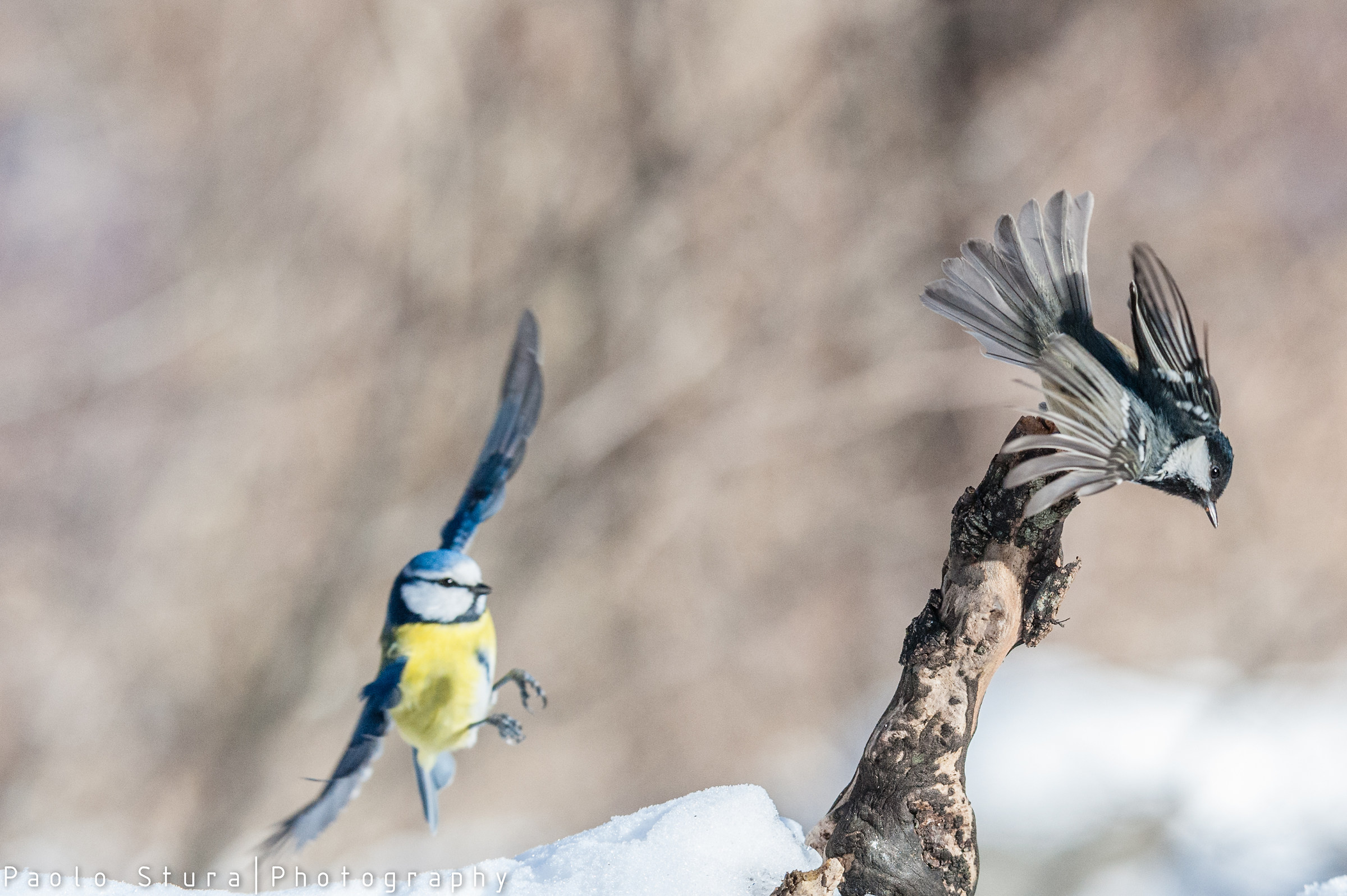 tit and coal tit