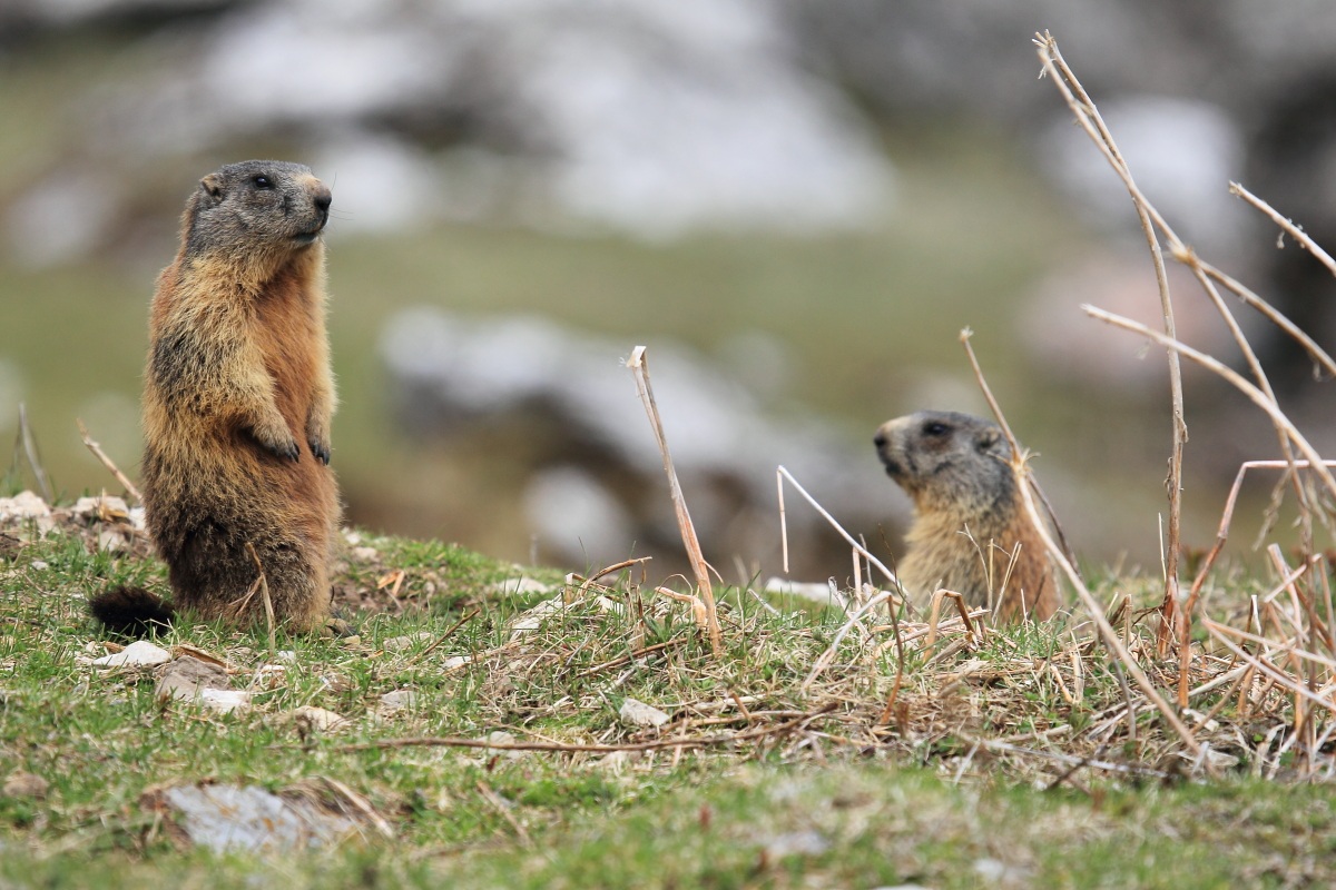 La simpatica marmotta