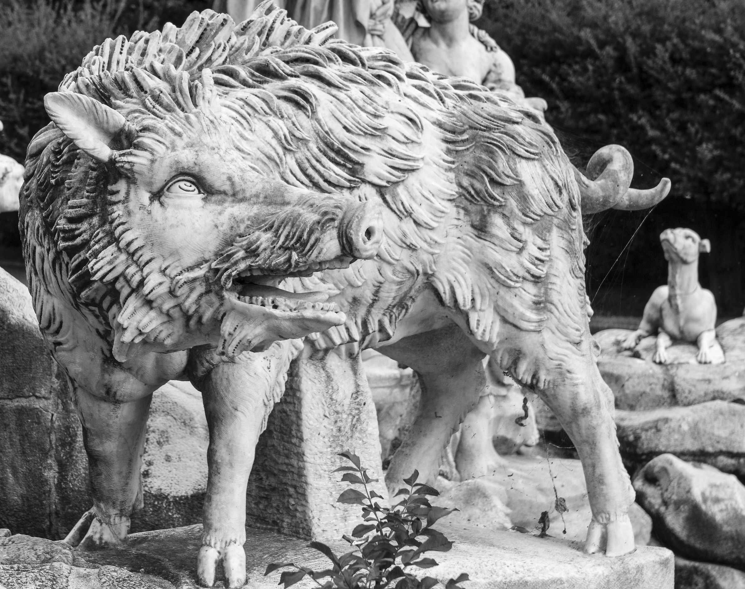 Reggia di Caserta boar