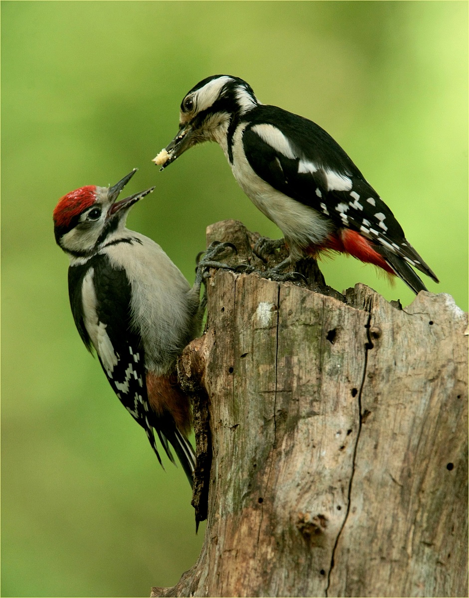 , prima colazione ,,