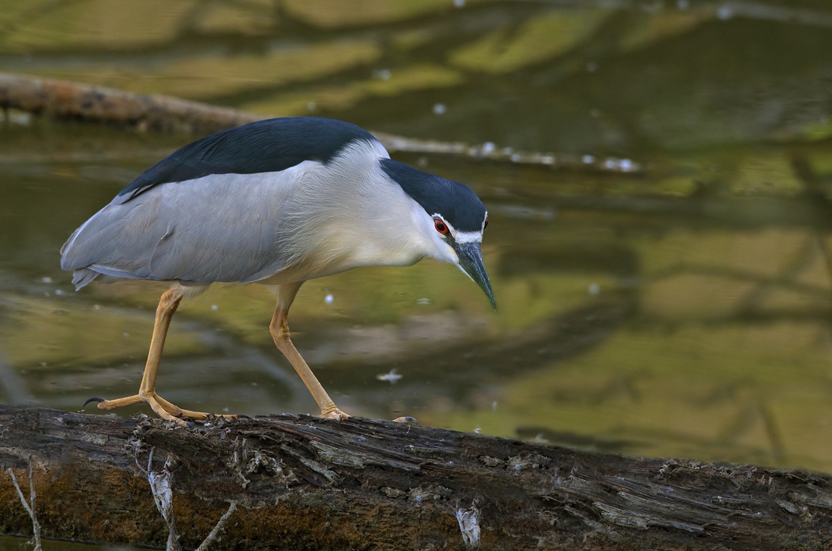 Night Heron