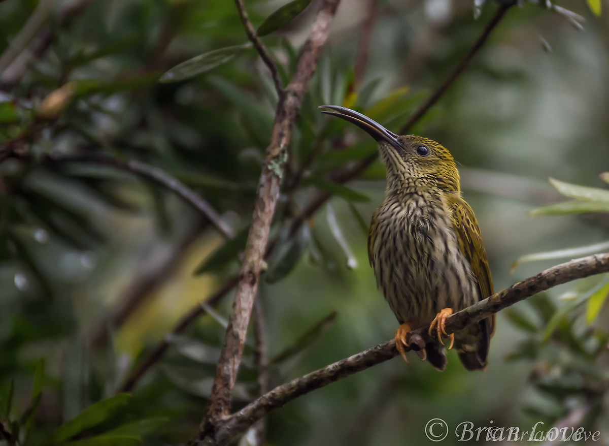 Striato arachnothera