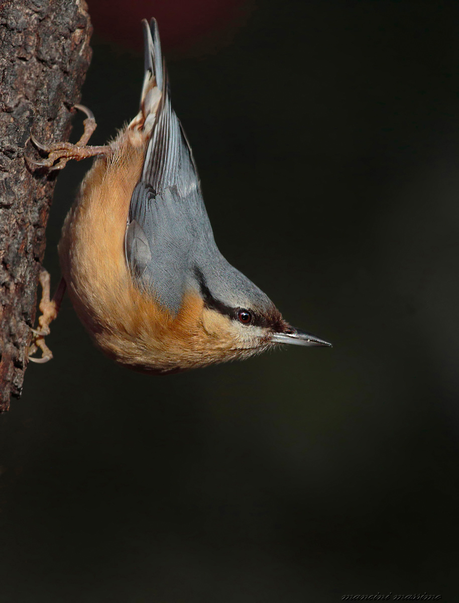 Nuthatch (Sitta European)