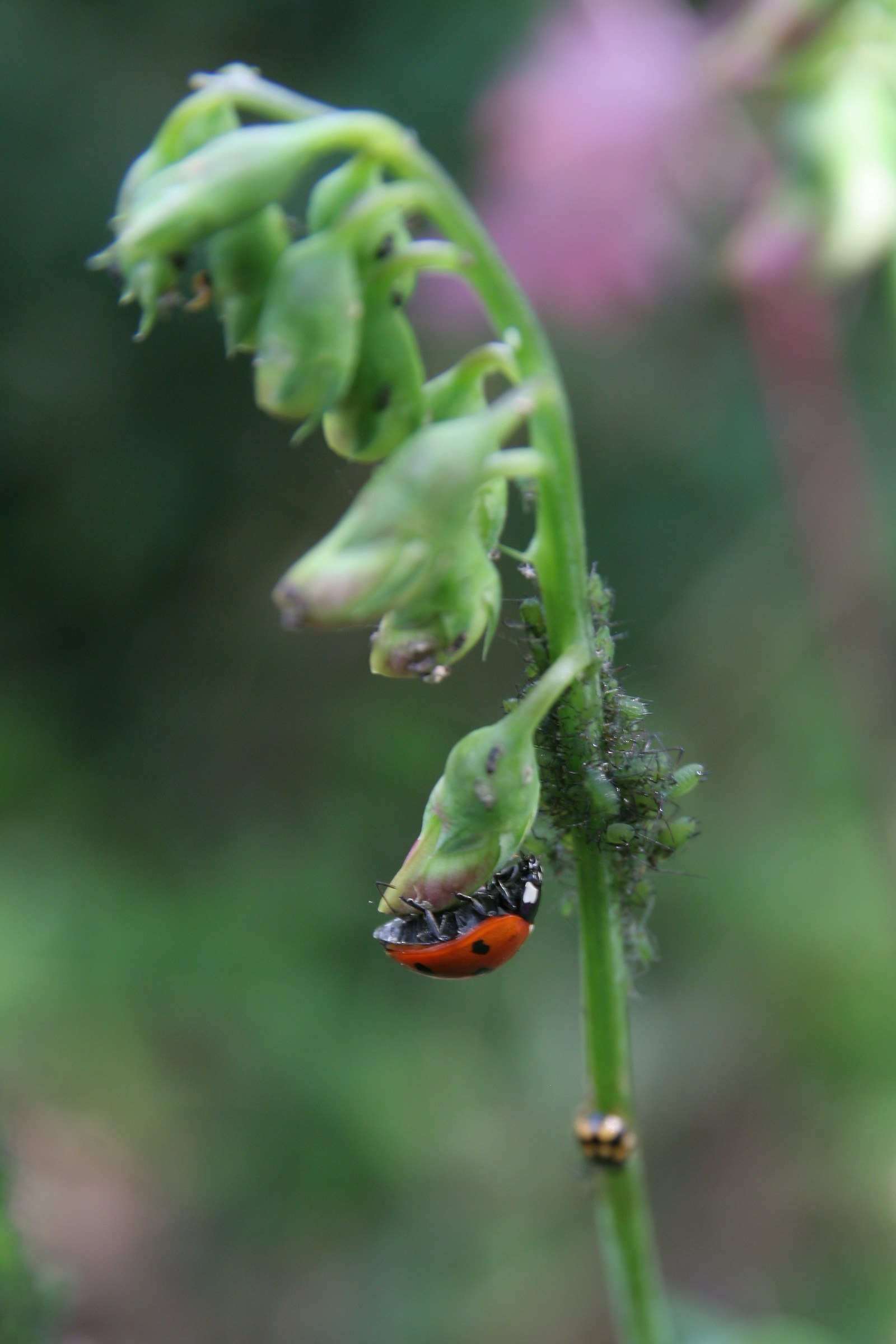 Lunch ladybug