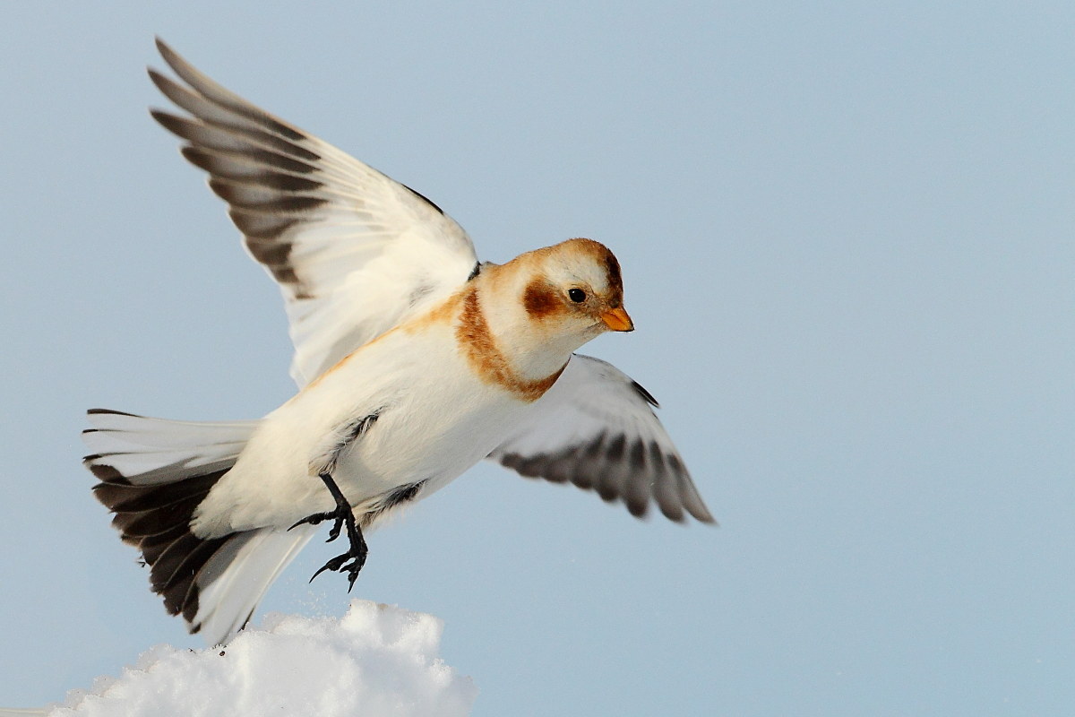 Snow Bunting