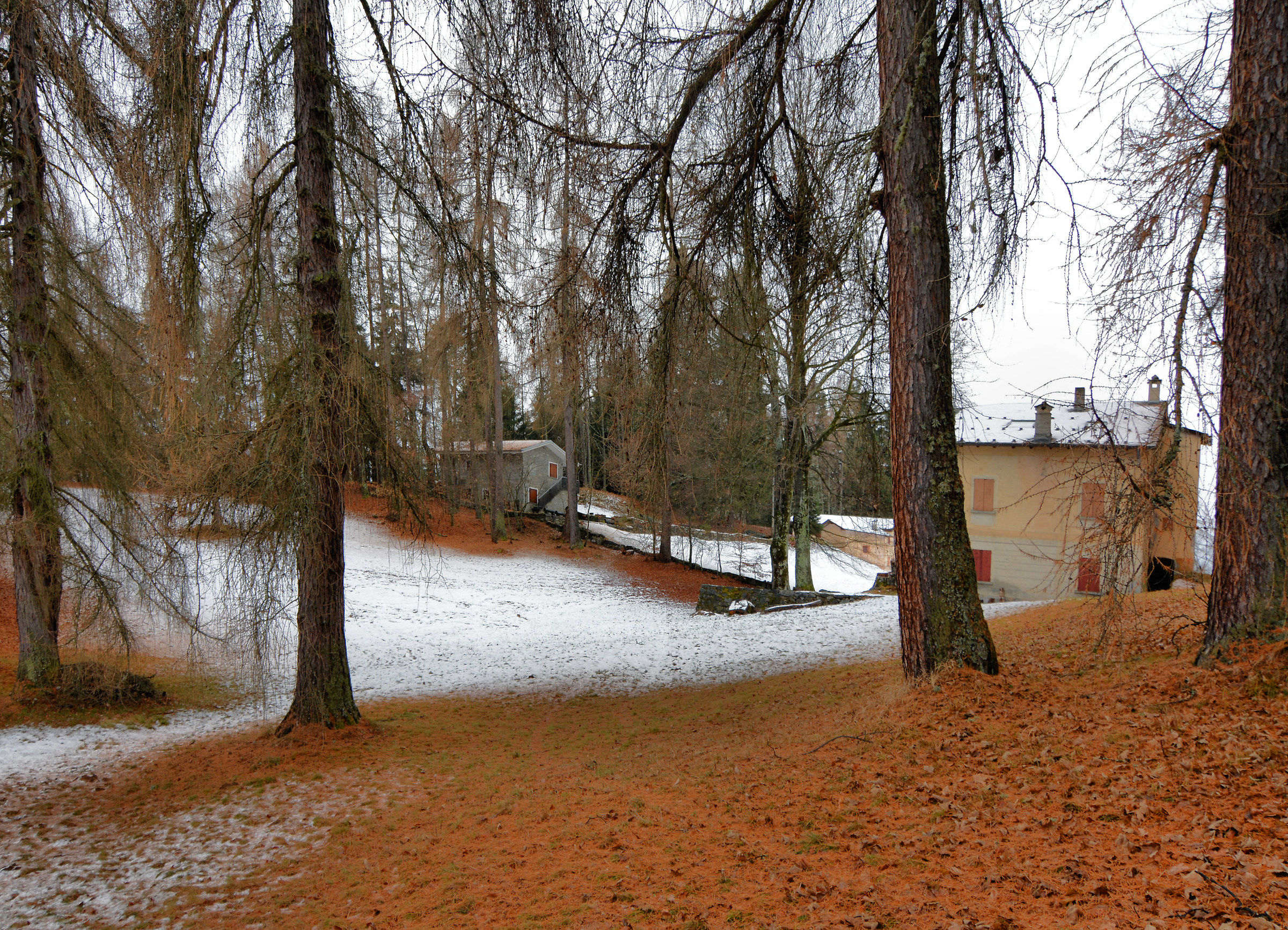 Una spruzzata di neve San Bernardo