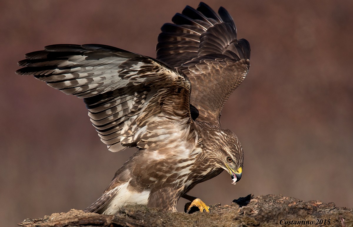 Buzzard (Buteo buteo)