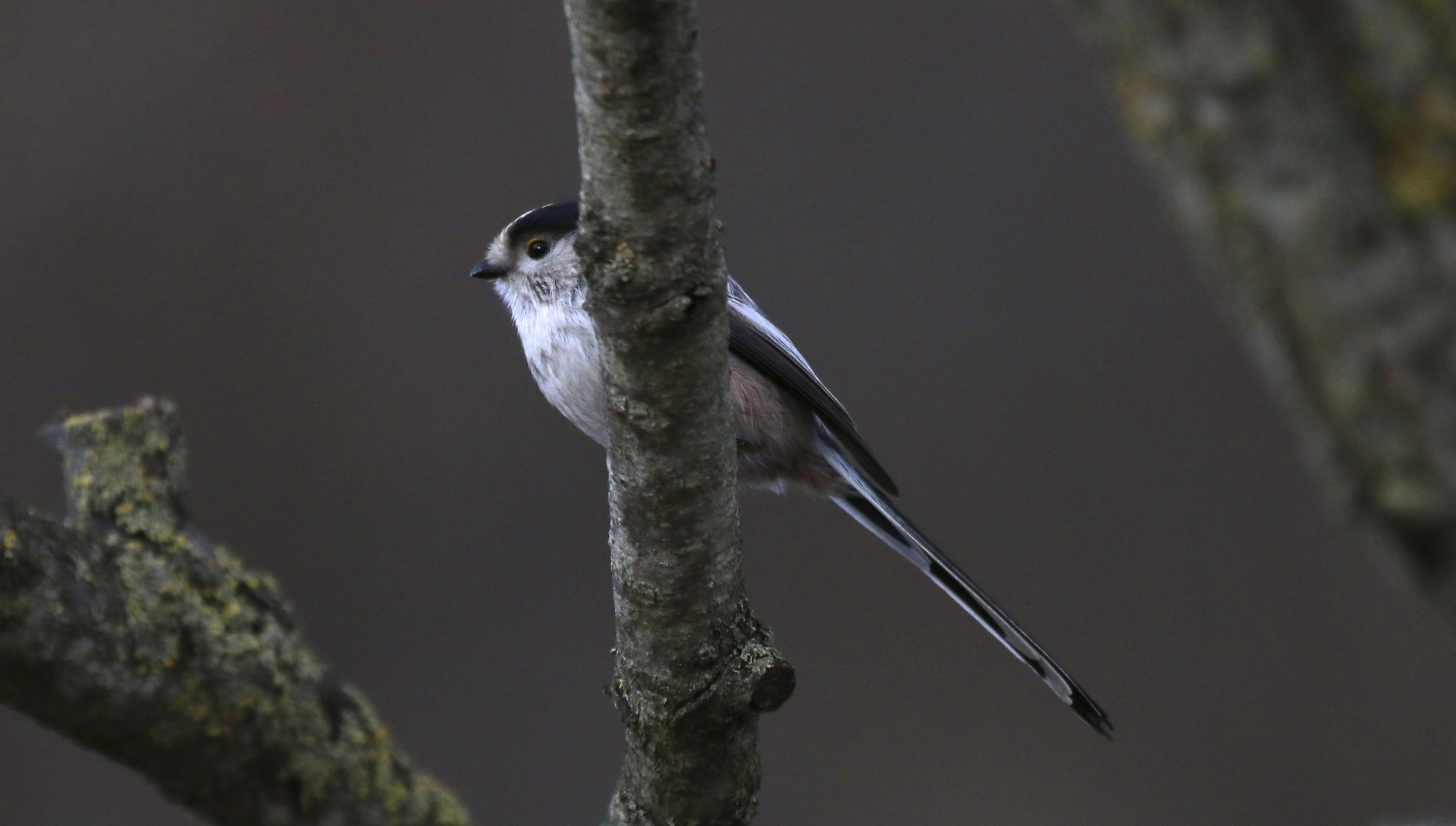 Codibugnolo reserved.