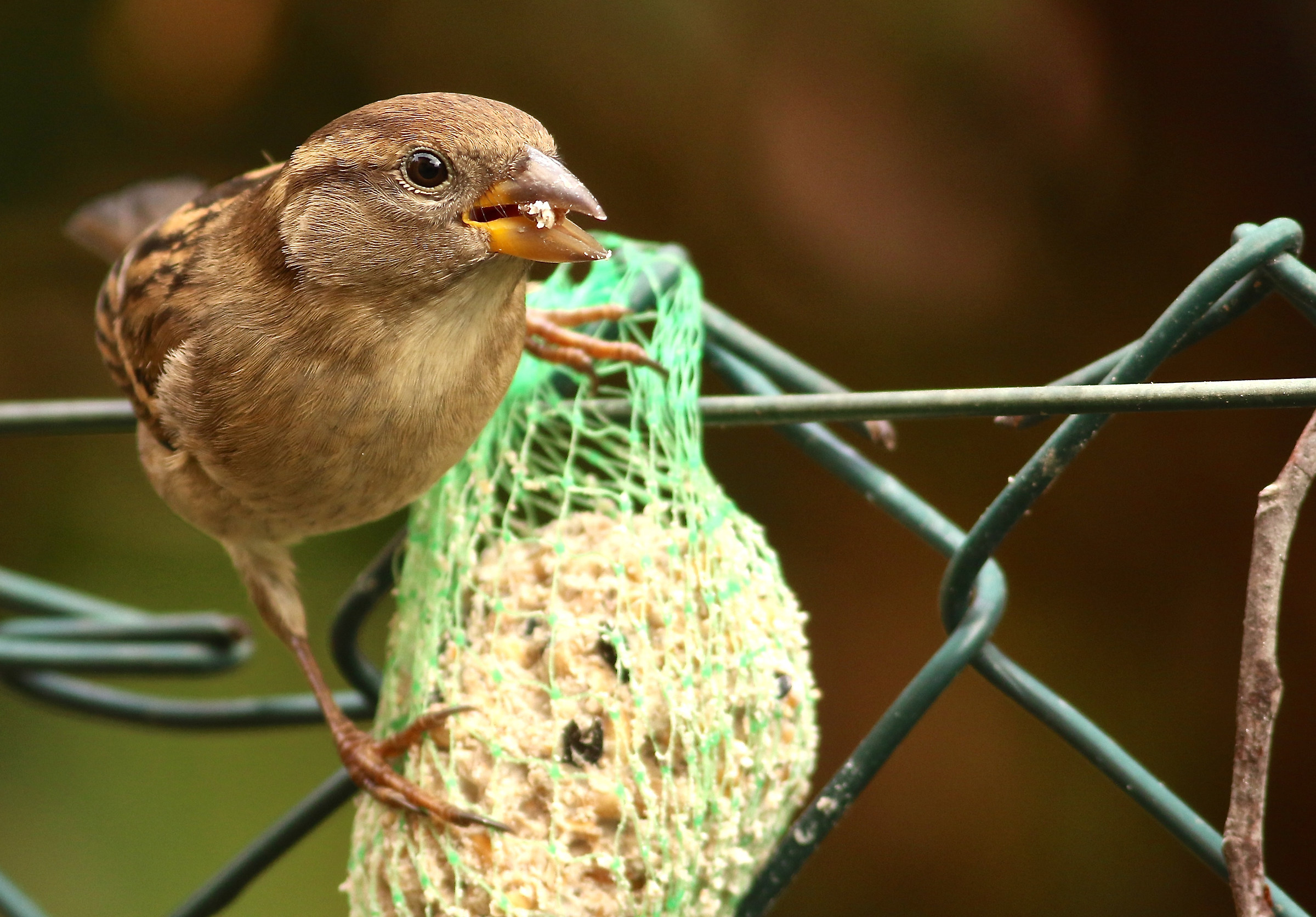il mio amico nik a colazione