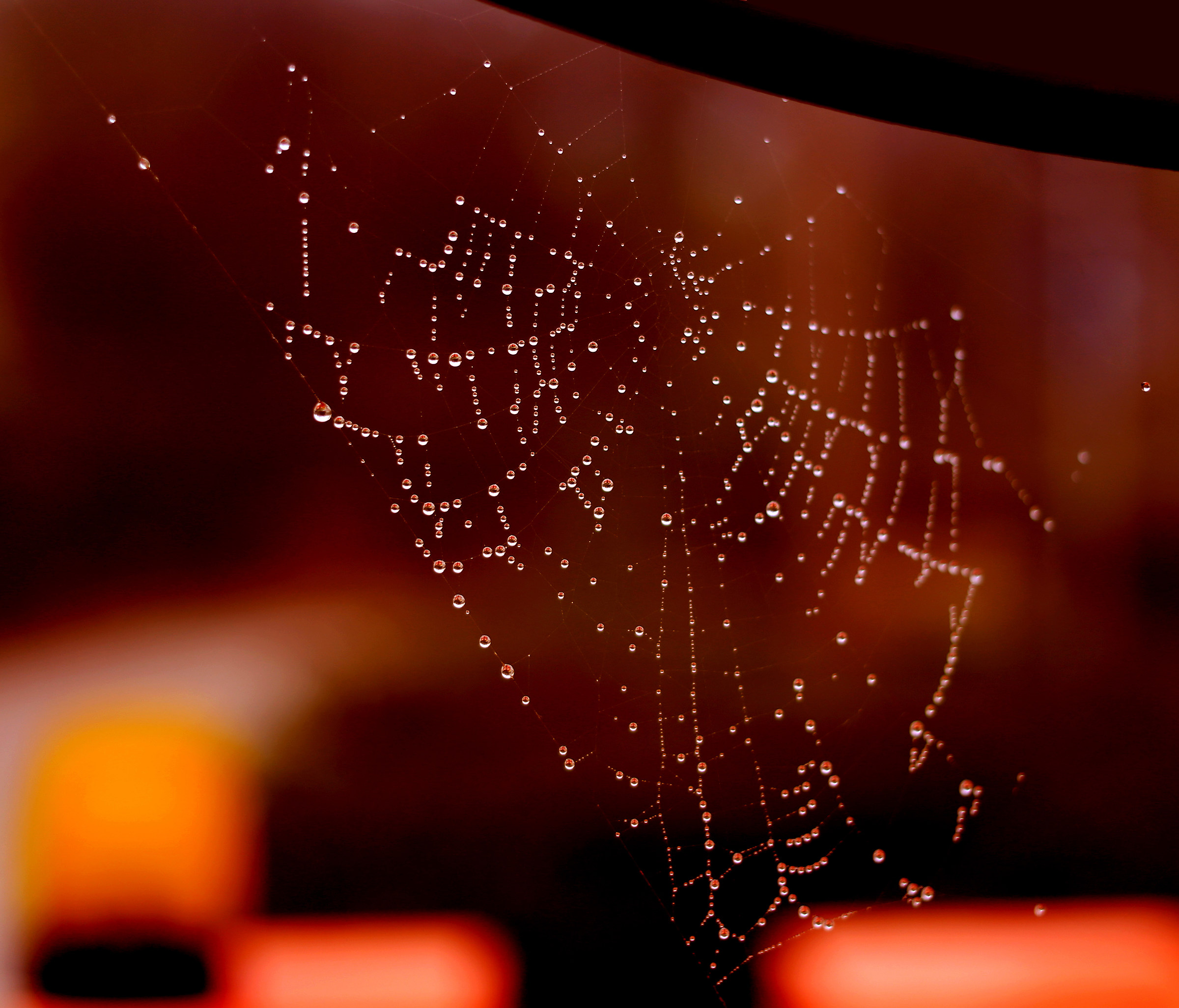 sunset spider' s web
