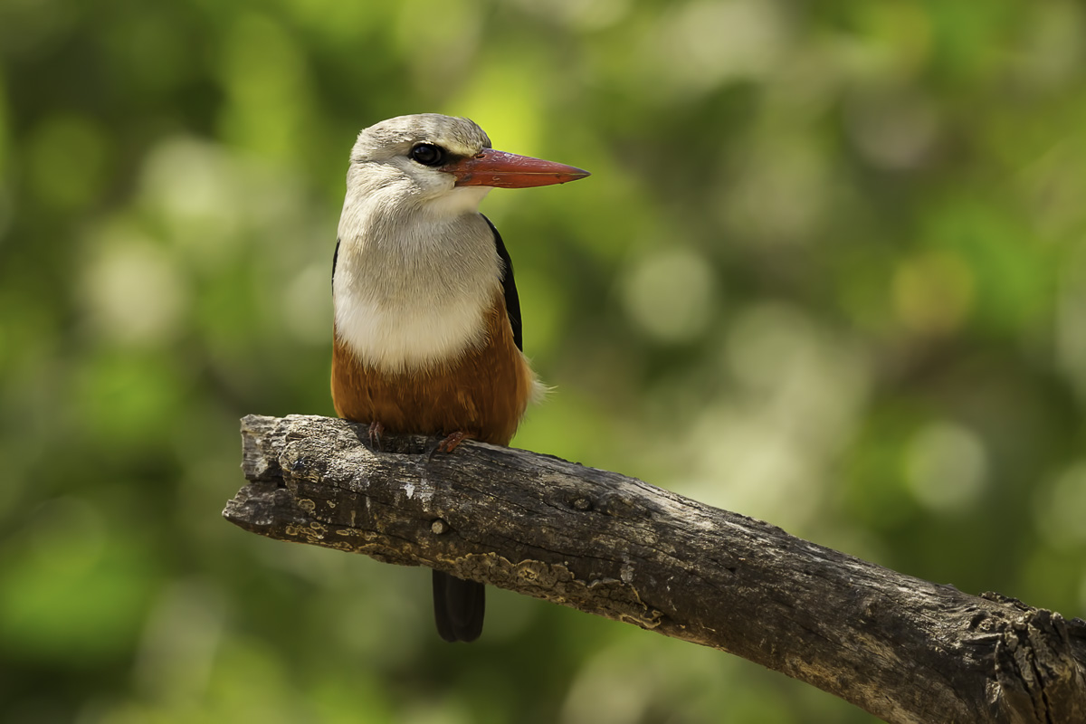 Grey-Headed Kingfisher