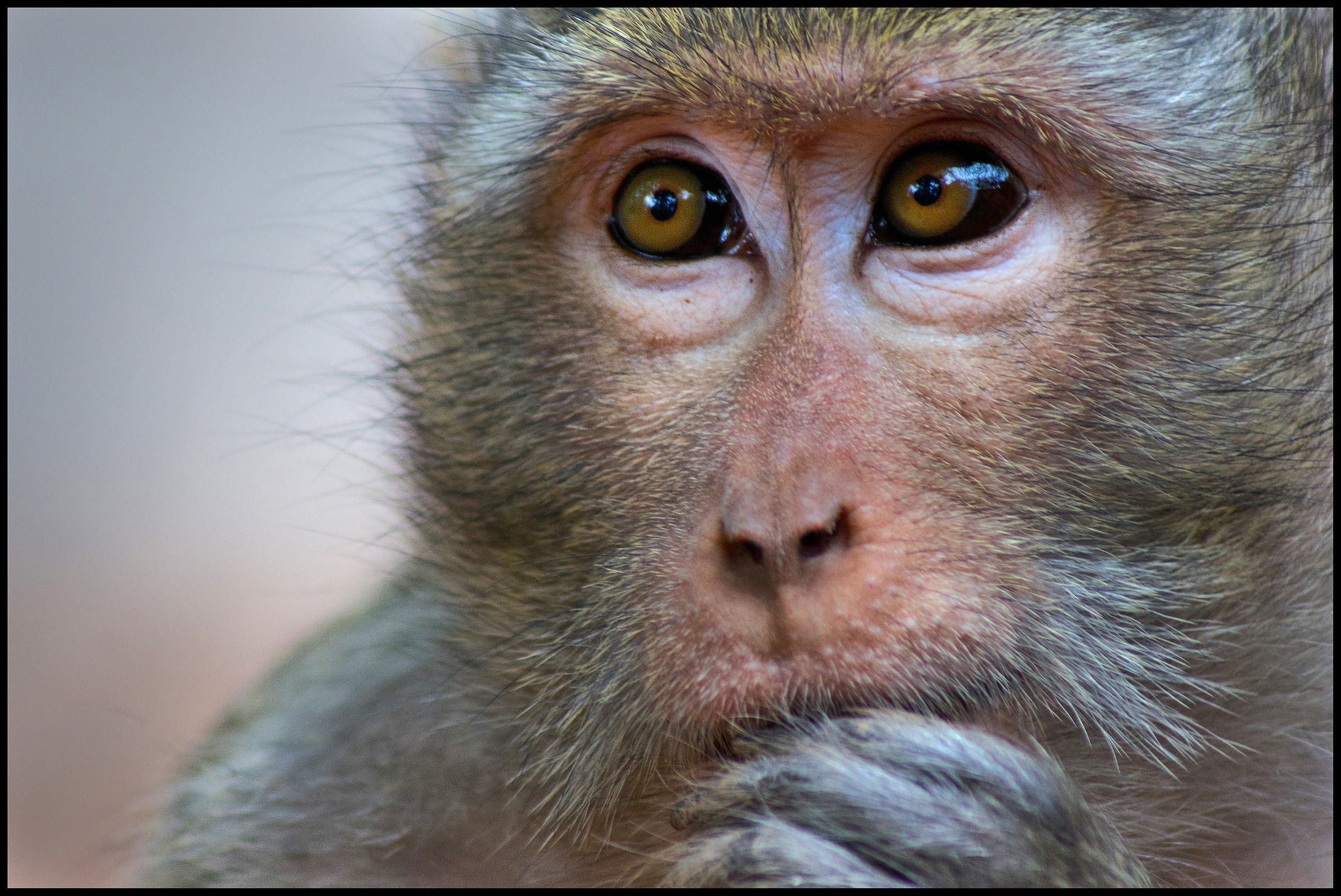 mangiando una nocciolina