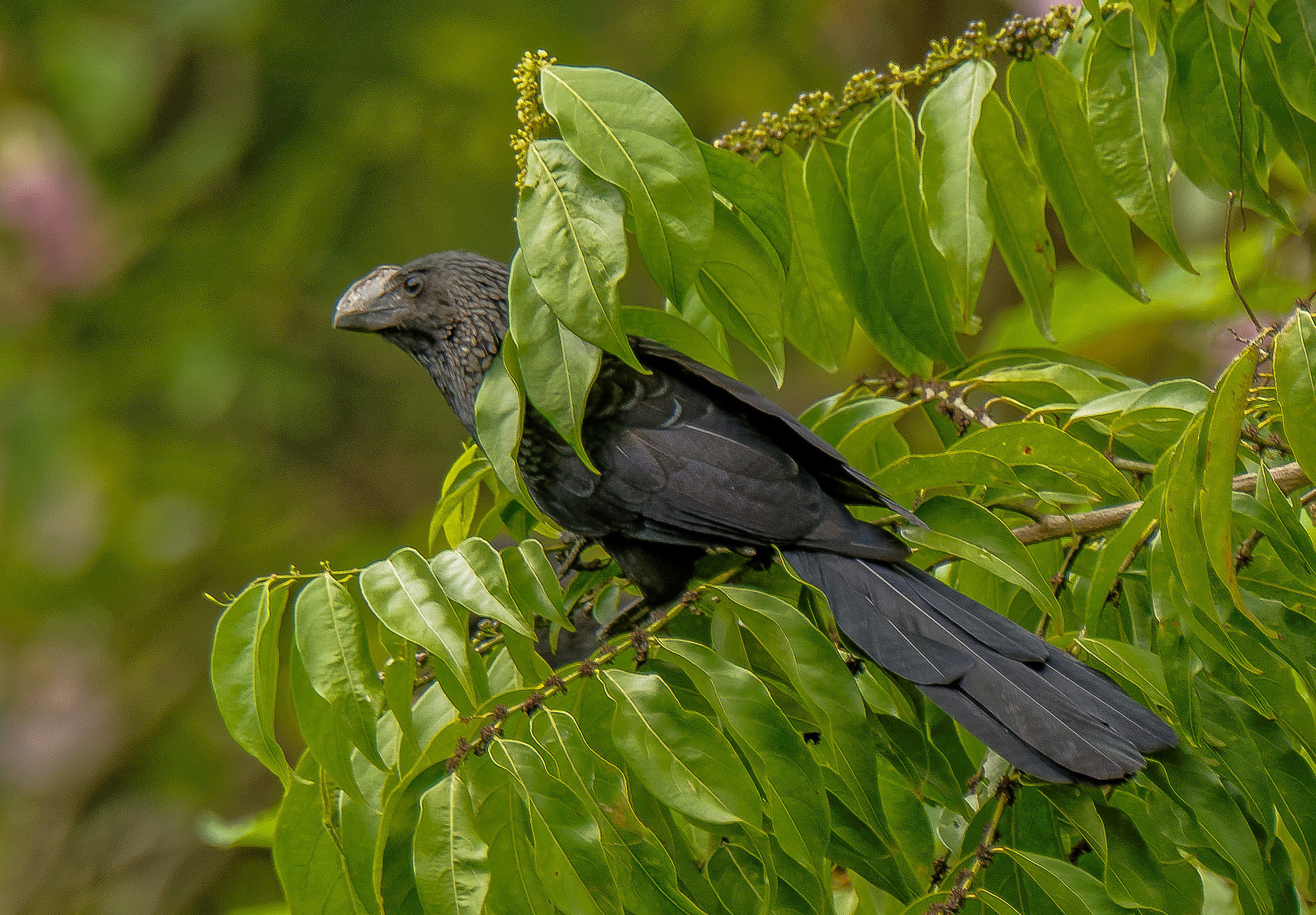 Liscio-fatturato Ani