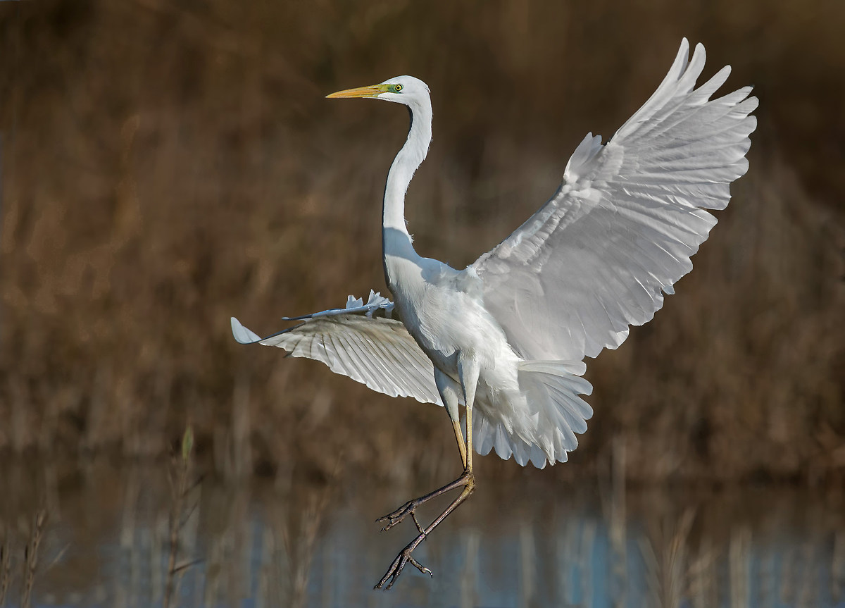 Egret