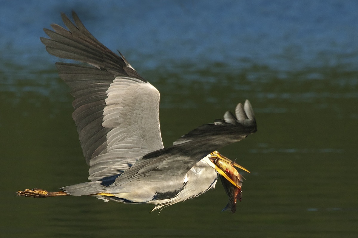Grey Heron with prey