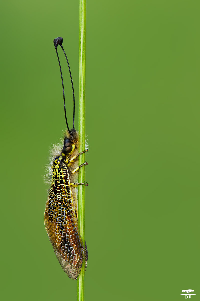 Libelloides Siculus (Angelini, 1827) - Ascalaphidae