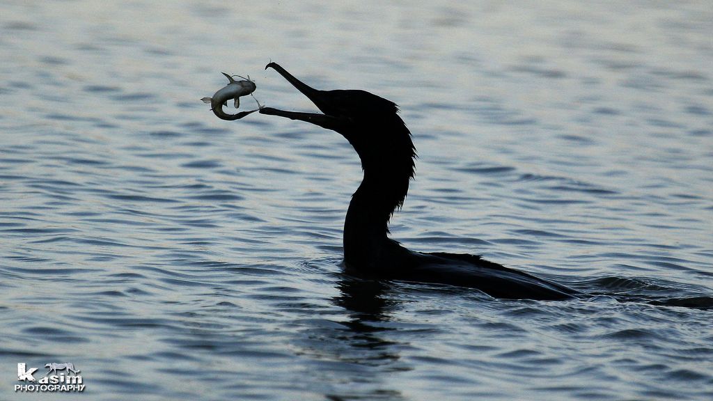 Cormorano con i pesci