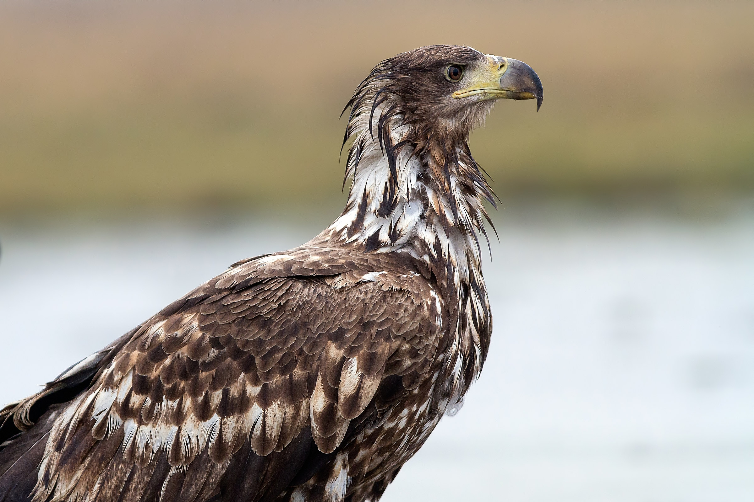 Aquila dalla coda bianca