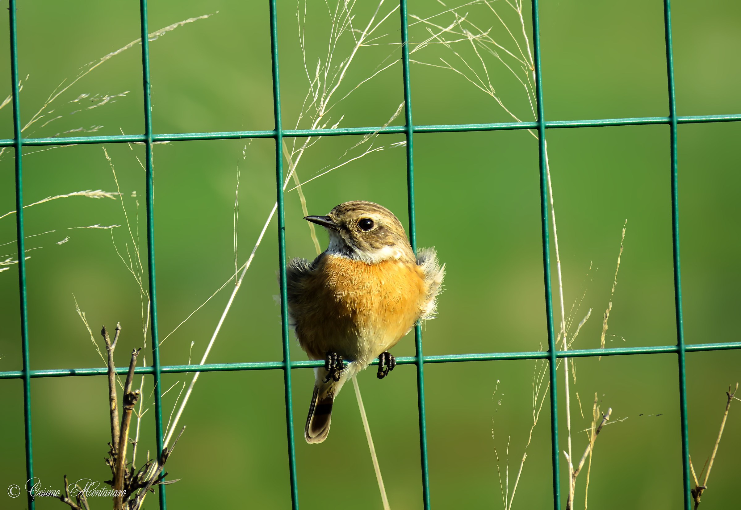 Stonechat