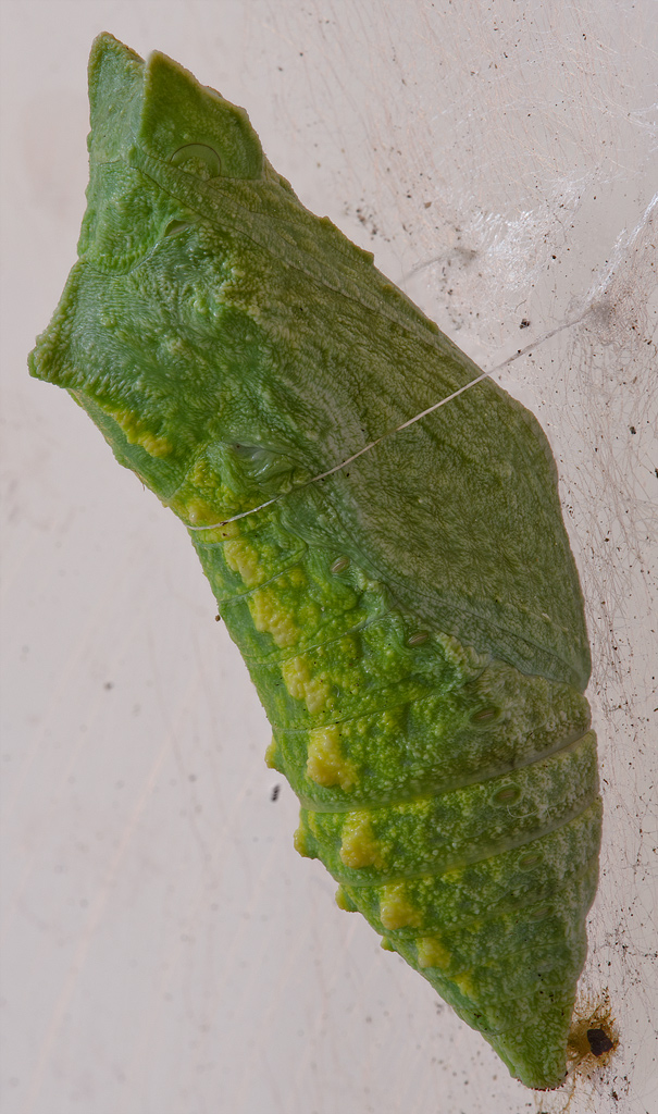 Chrysalis