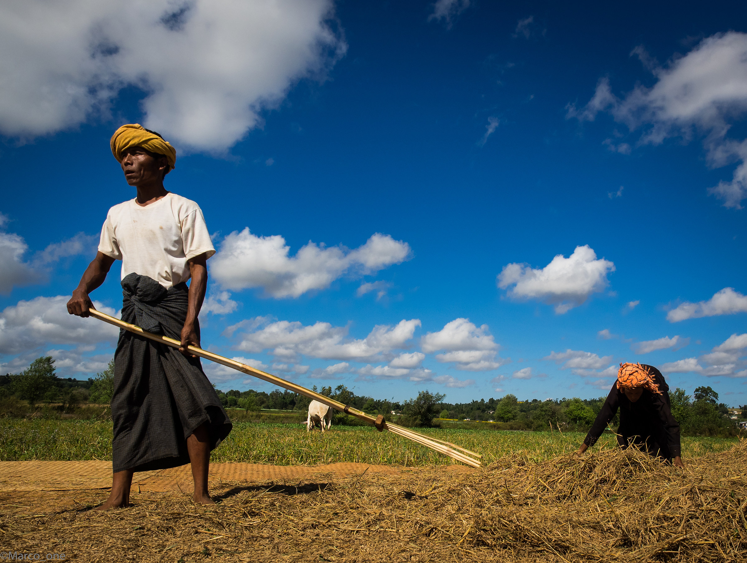 The grain harvest