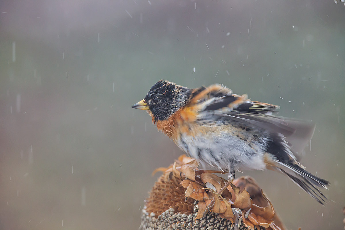 Wet Brambling Brambling Fortunata