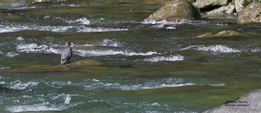 Hymenolaimus malacorhynchos