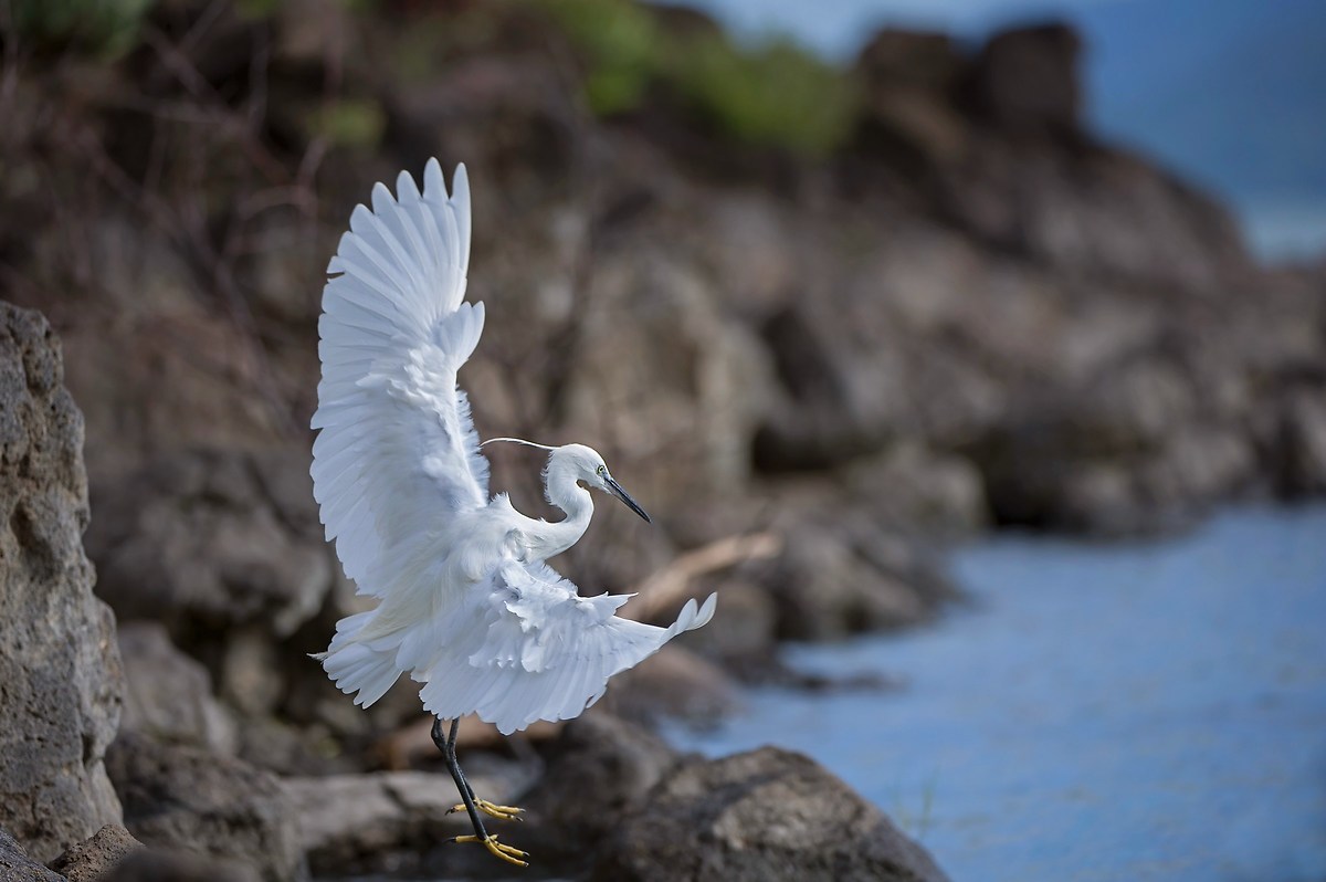Let's dance - a tribute to Count White