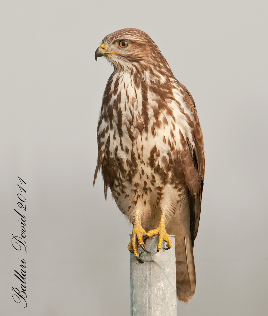 poiana sulla torino savona