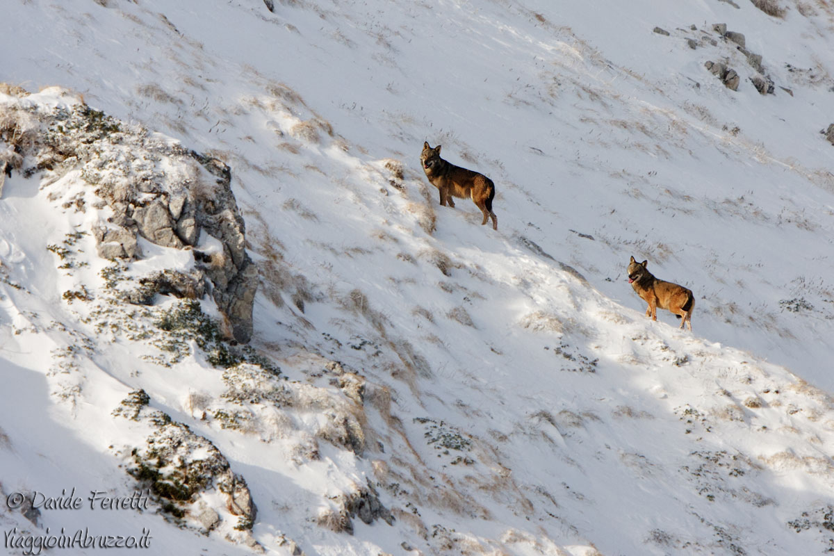Osservando l'orizzonte (Lupo appenninico)