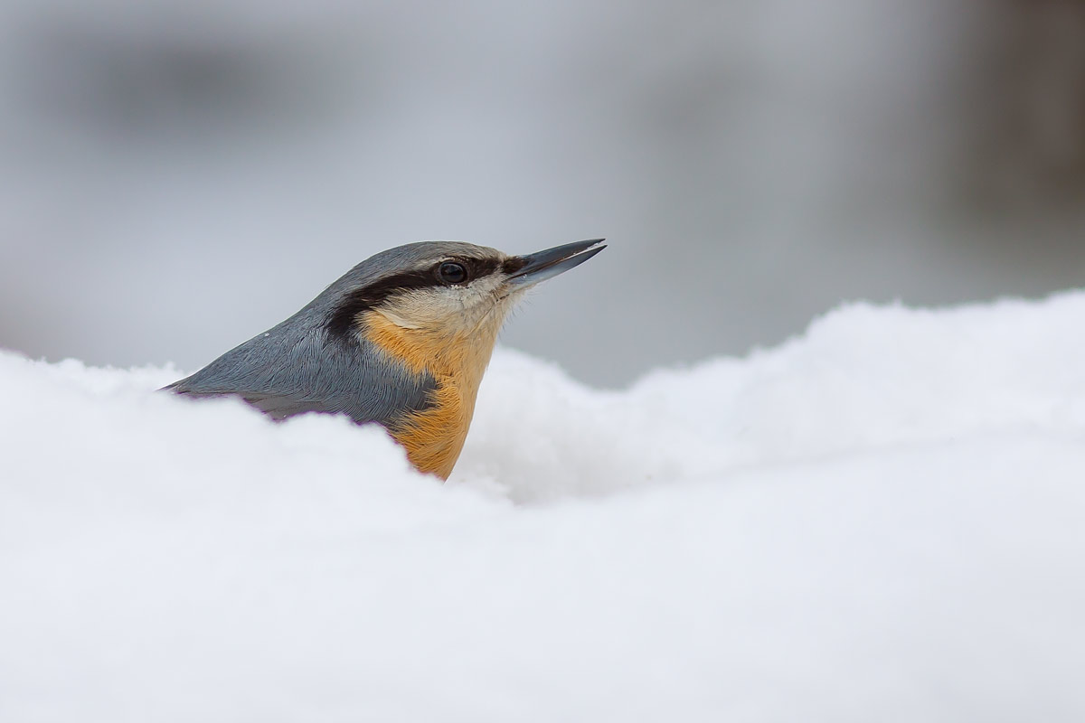 Nuthatch