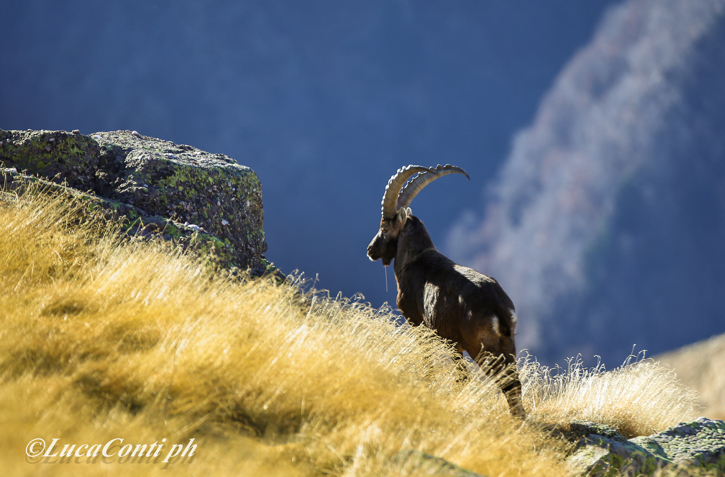 Stambecchi in Val Biandino (Capra Ibex)