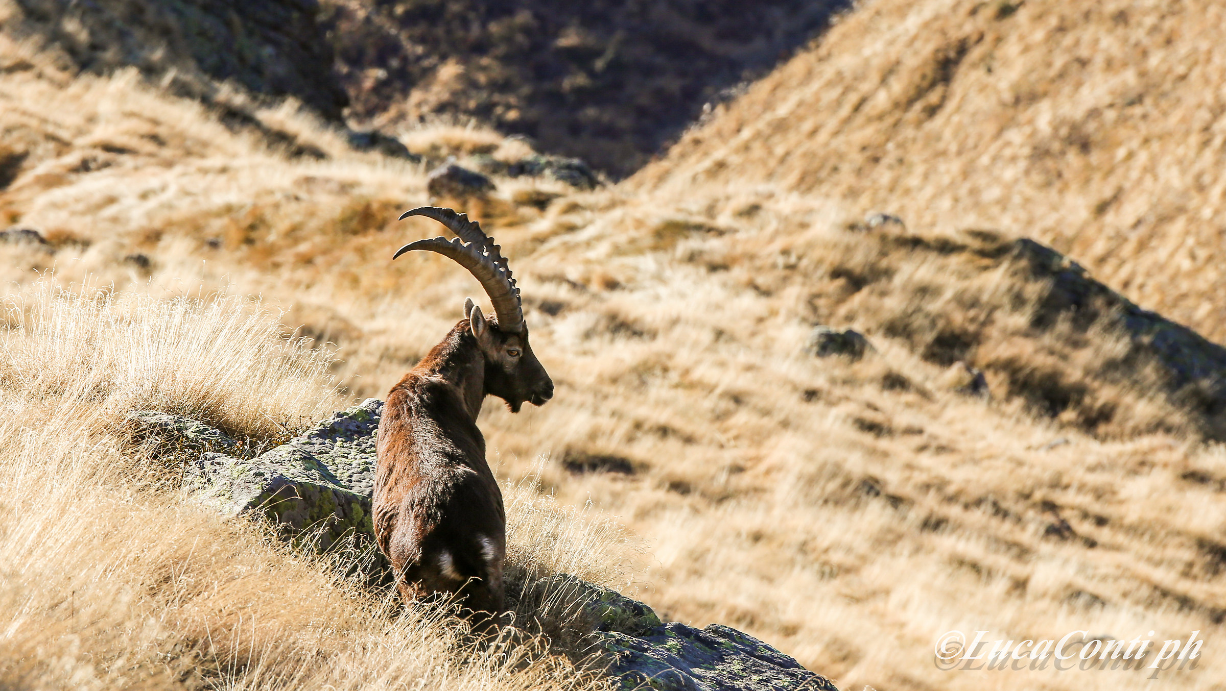 Stambecchi in Val Biandino (Capra Ibex)