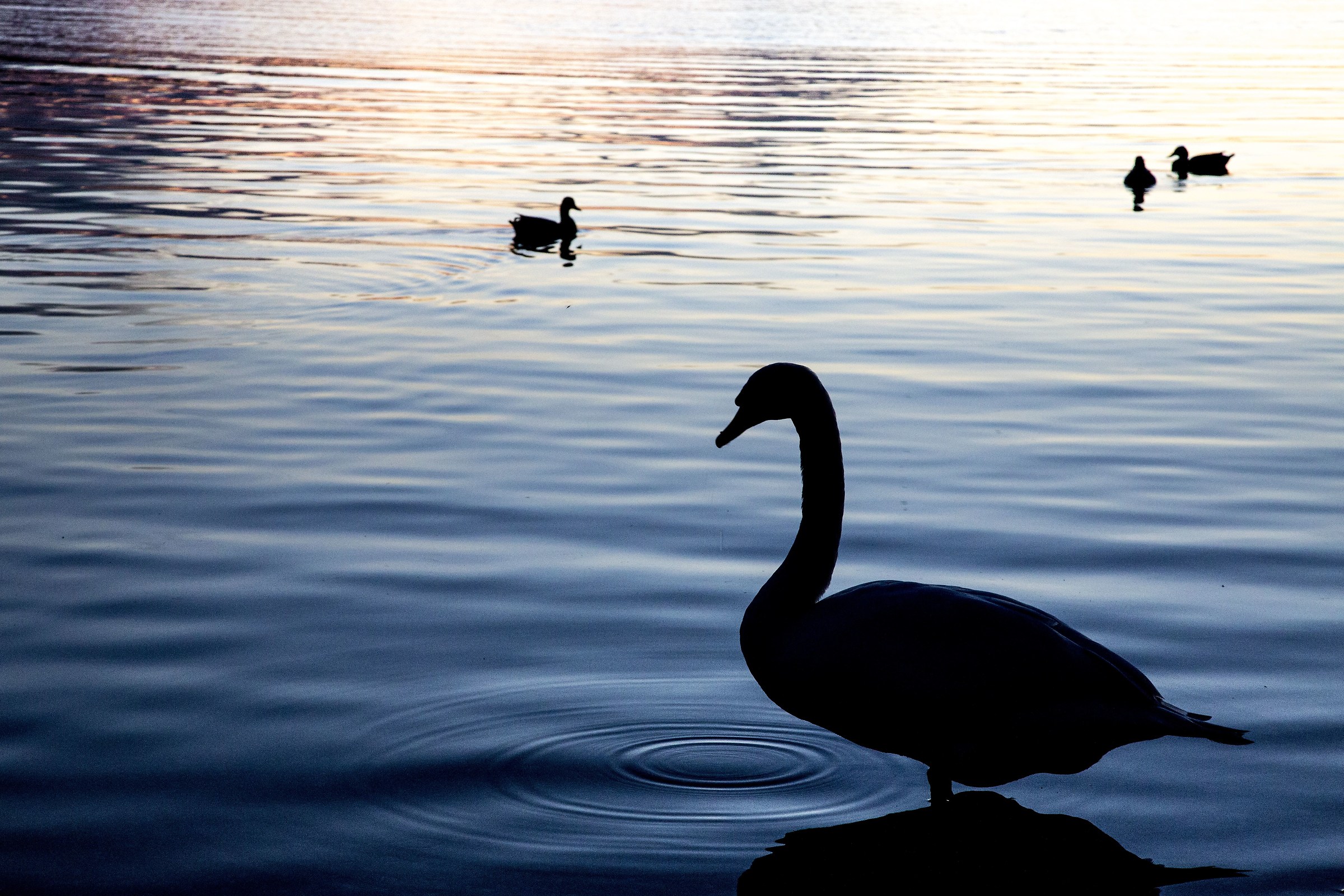 Schiranna , il cigno 2