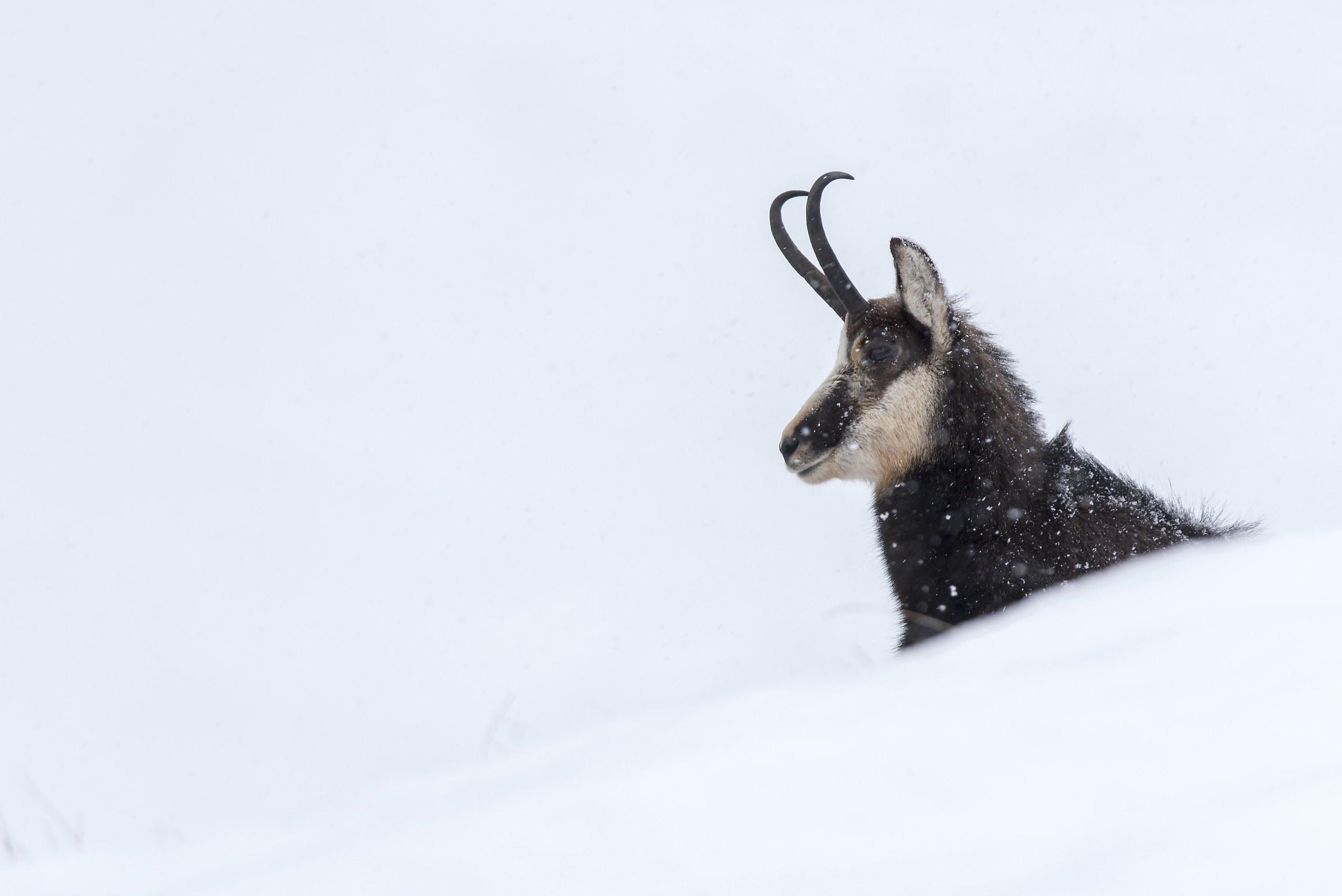 Ritratto di camoscio