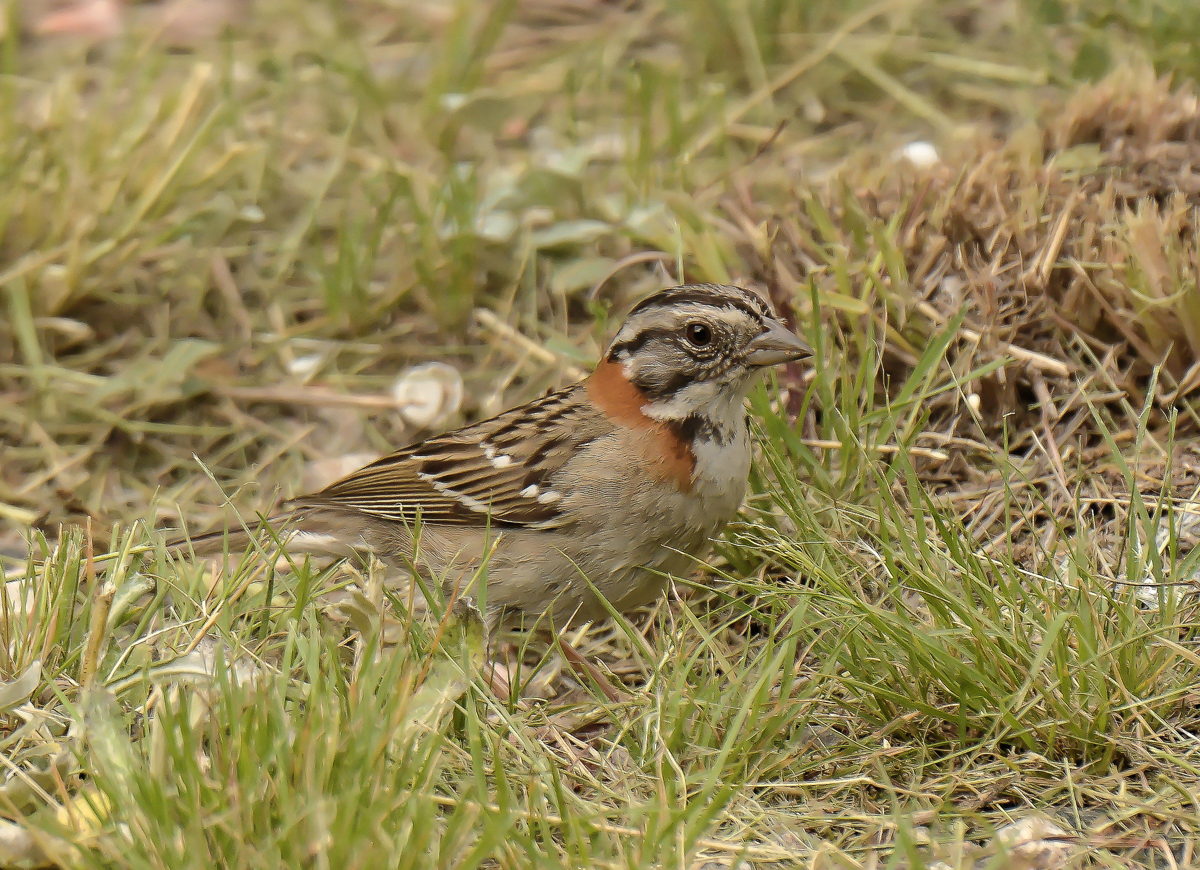 Rufous-collare passero / Zonotrichia capensis