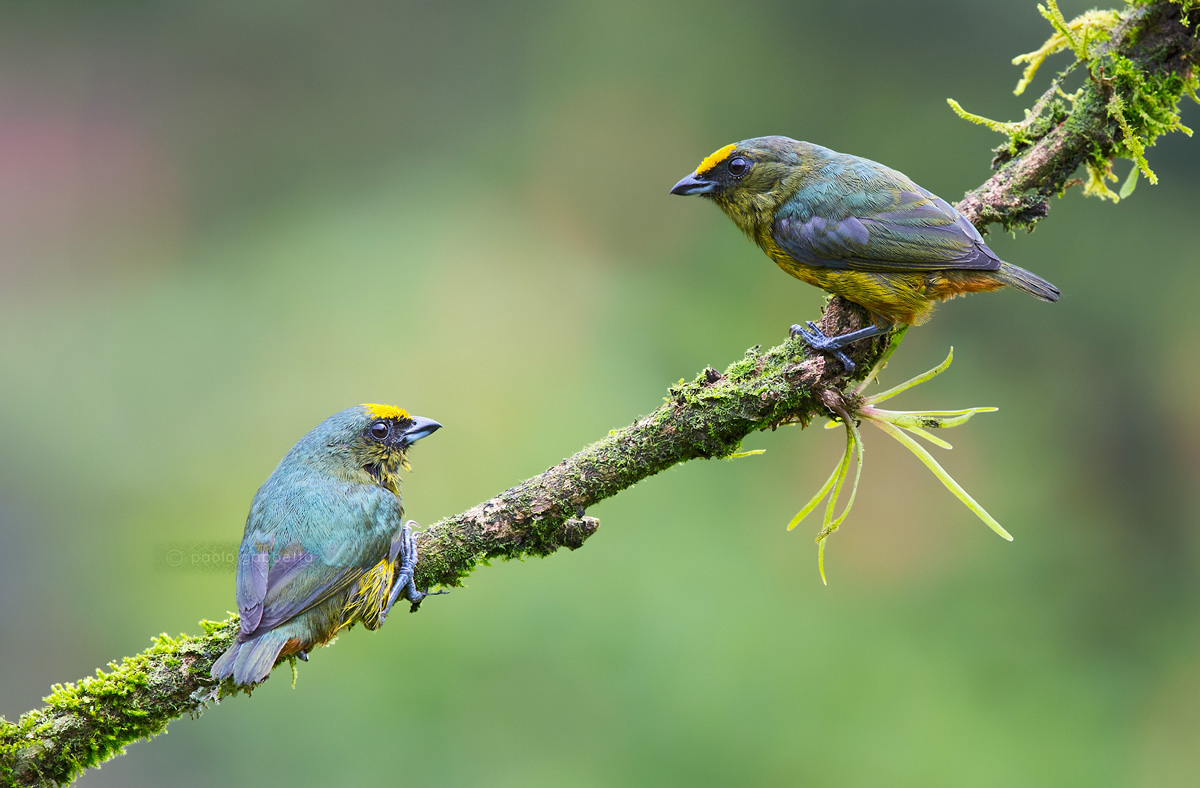 Olive-backed Euphonia 2