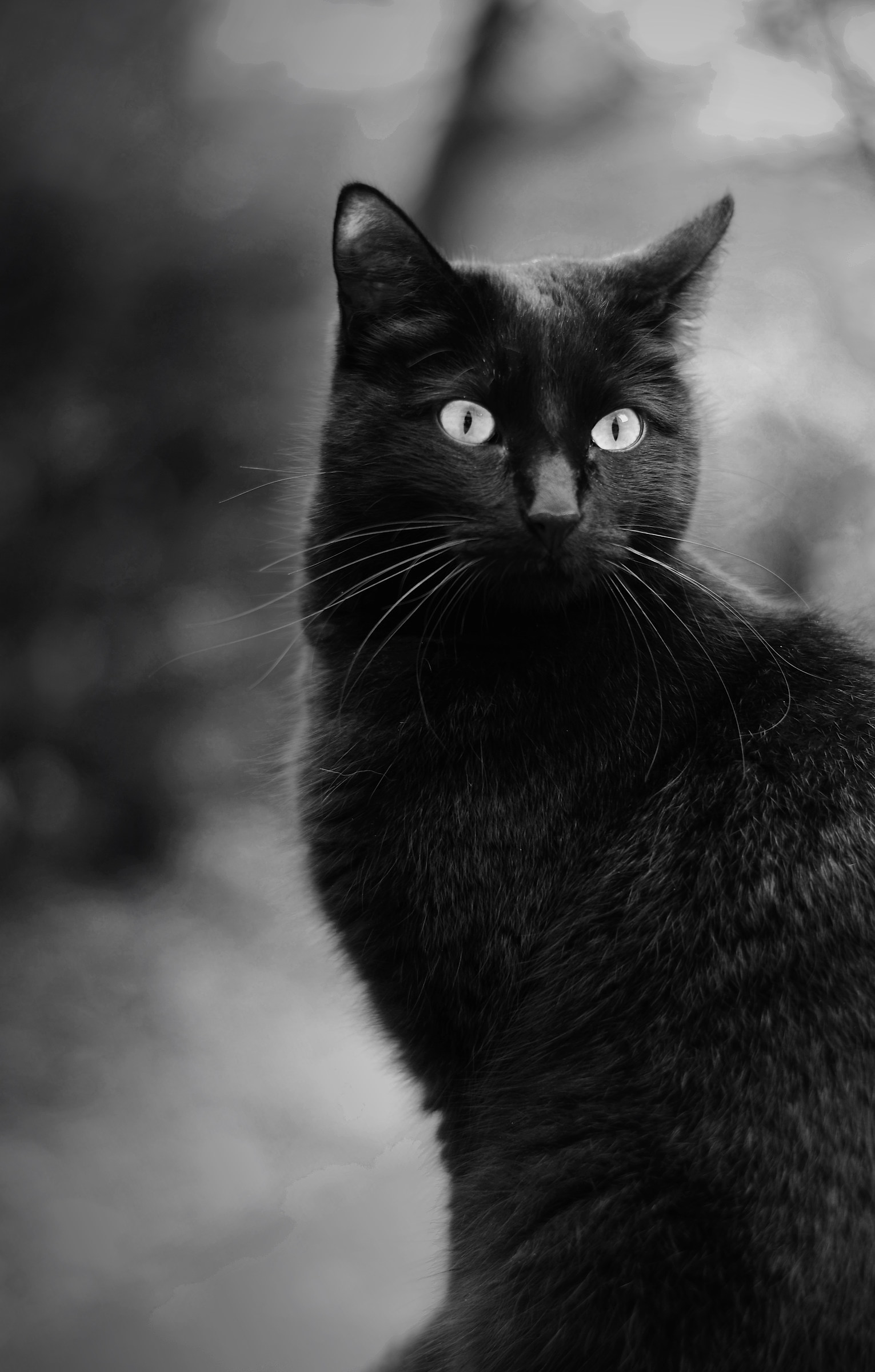 Black Cat