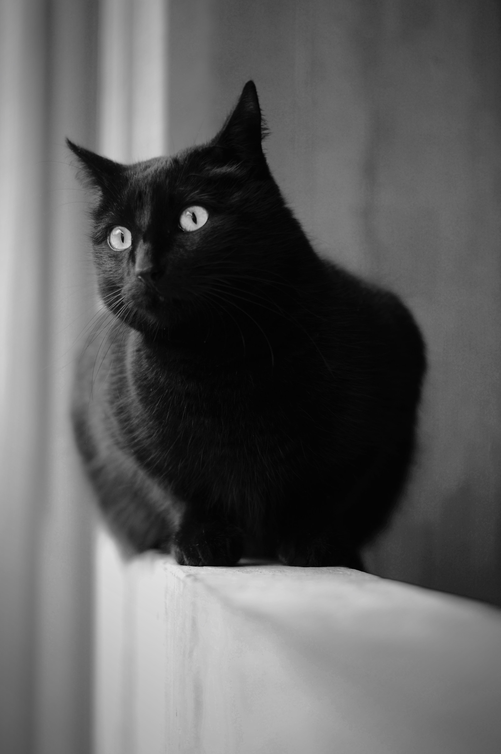 Black Cat