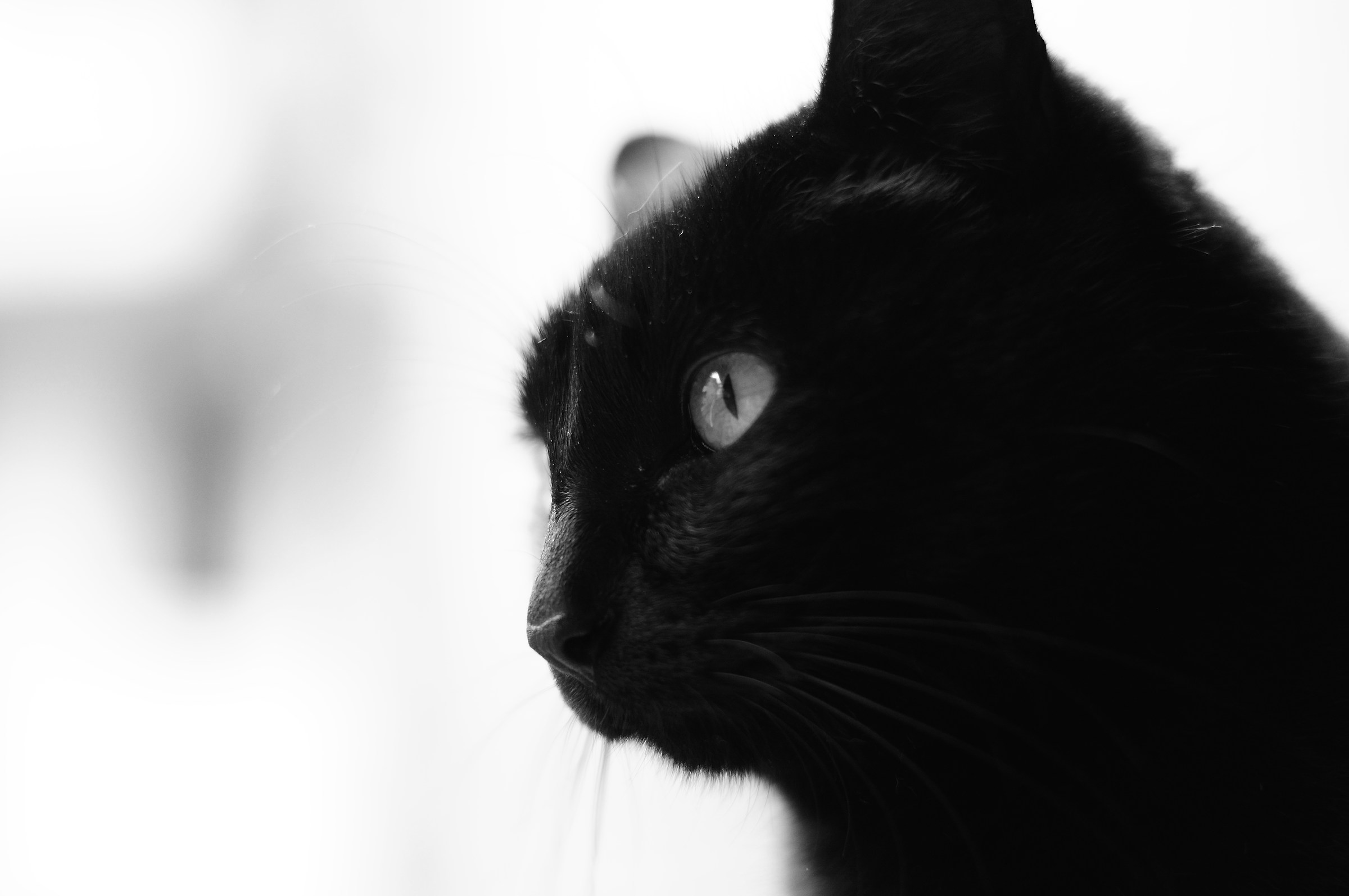 Black Cat