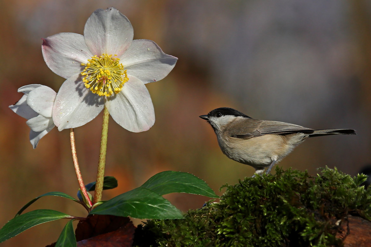 Chickadee and pink Christmas