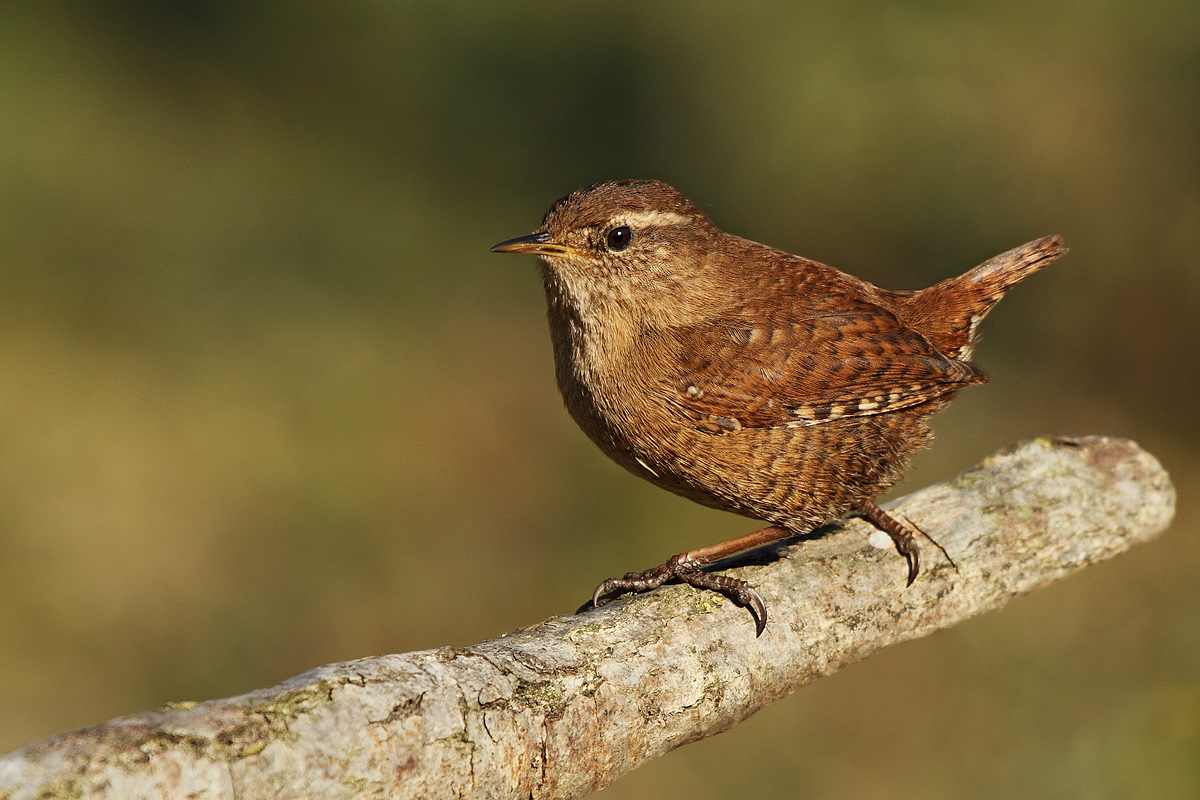 Wren