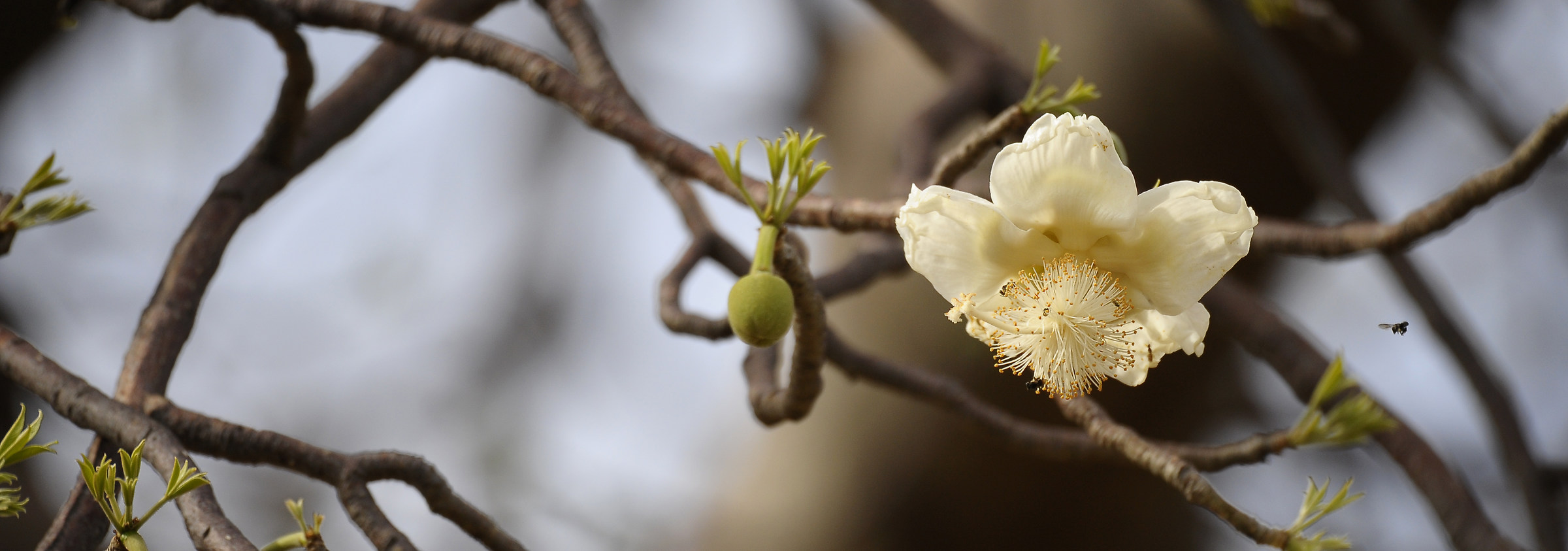 Flower Baobab