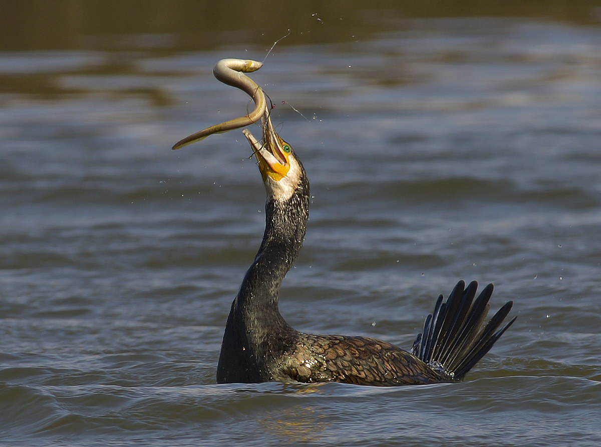 Cormorano Giocoliere.
