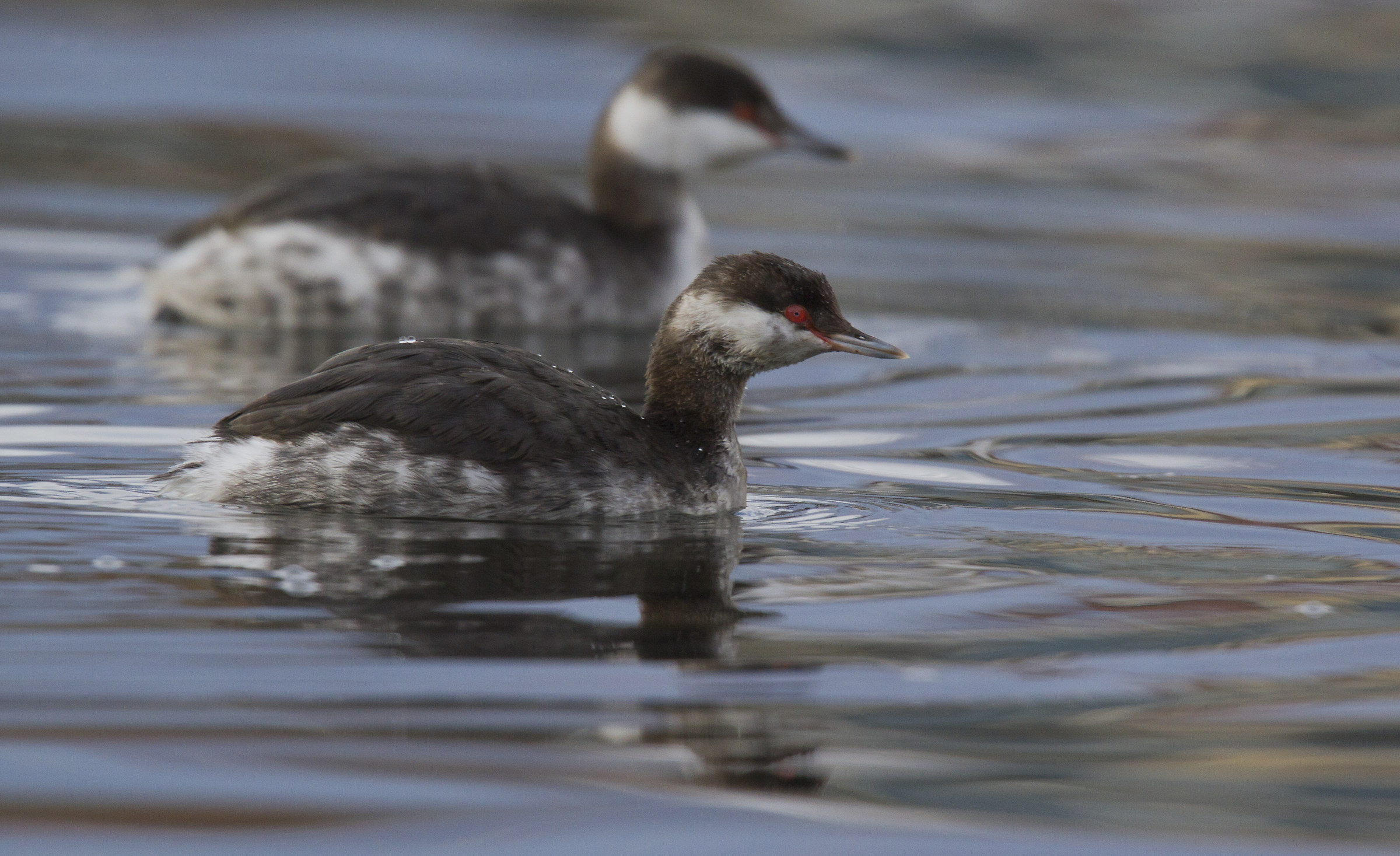 Horned Grebe